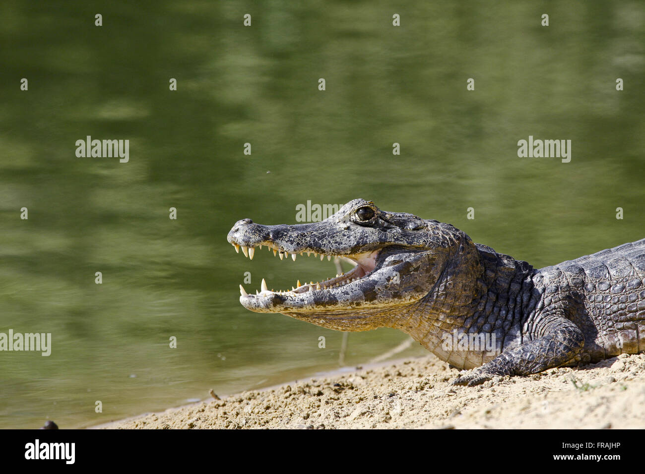 Jacare palude - crocodilus Caimano yacare Foto Stock