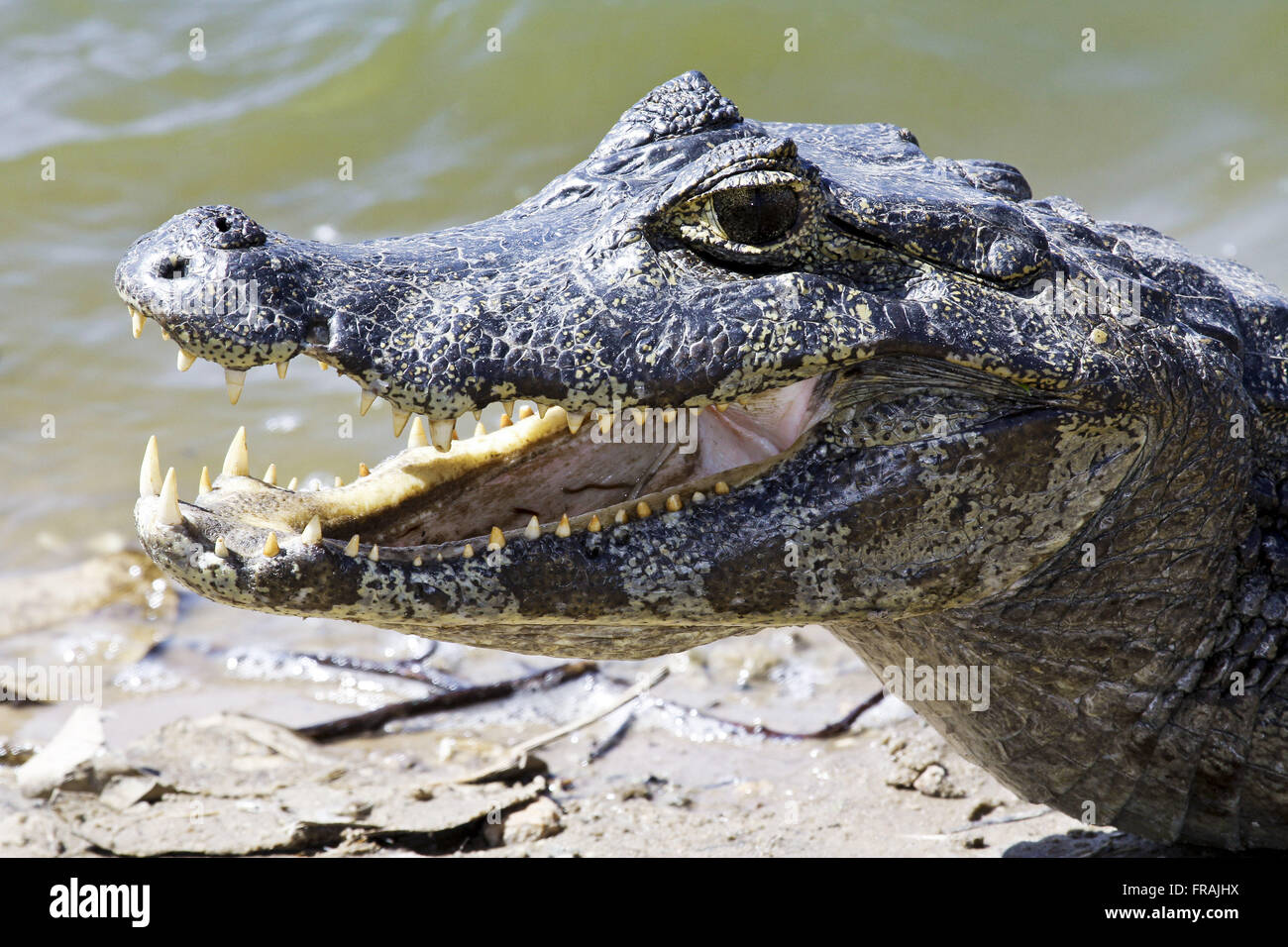 Jacare palude - crocodilus Caimano yacare Foto Stock