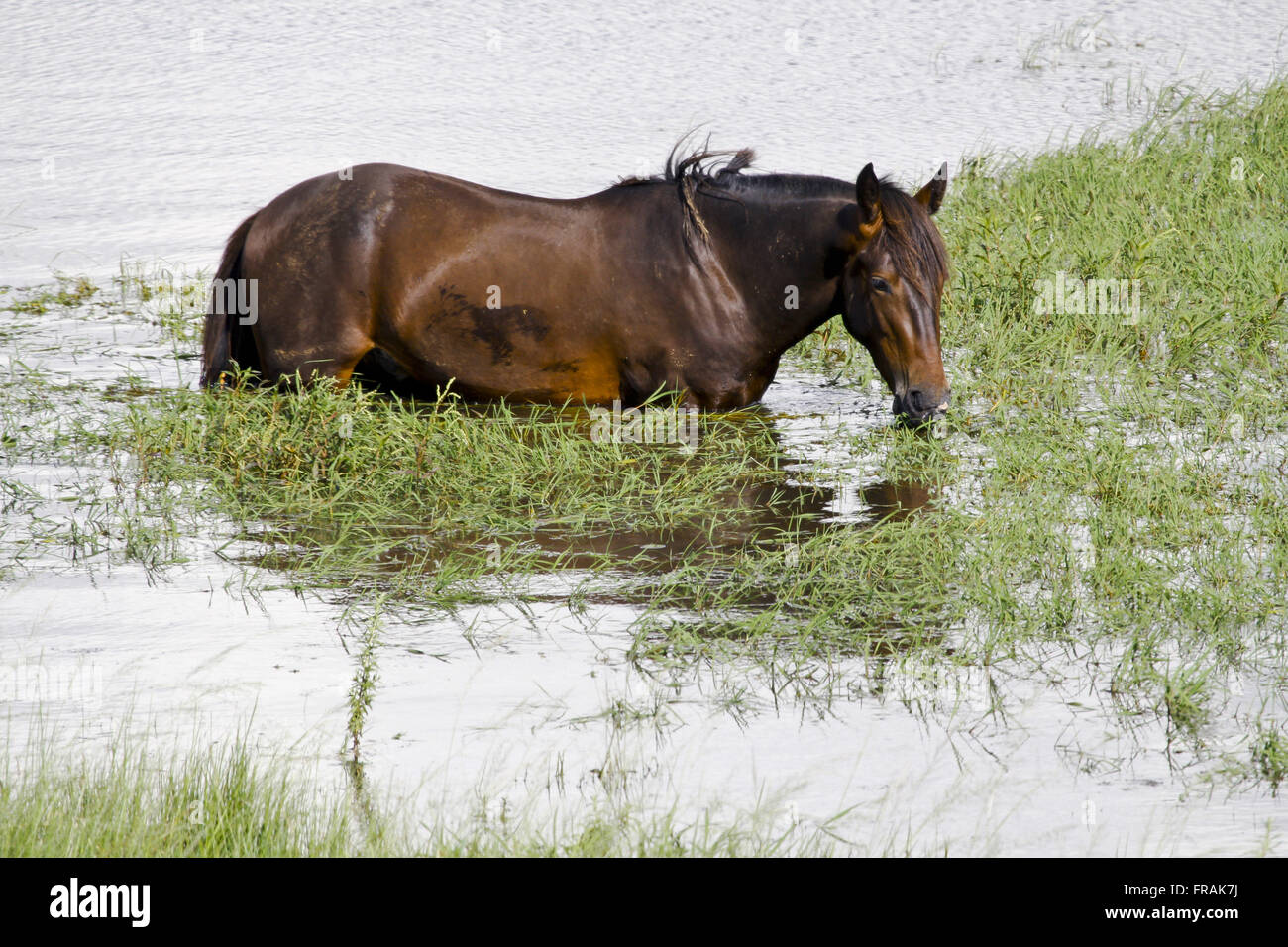 Cavallo mangiare erbe allagata Foto Stock