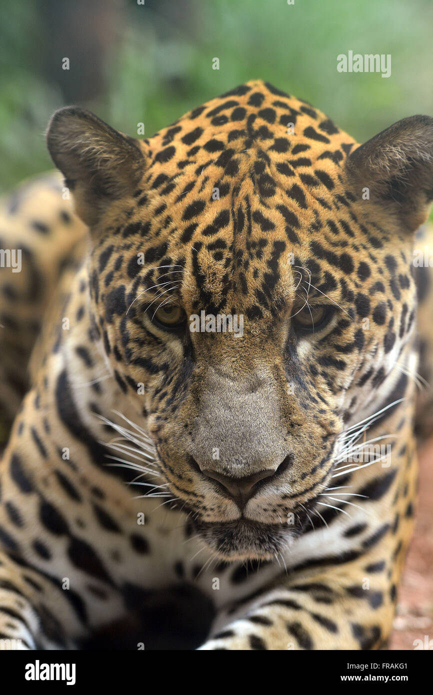 Jaguar animale sul sentiero di Bela Vista biologici di Itaipu binazionale Foto Stock