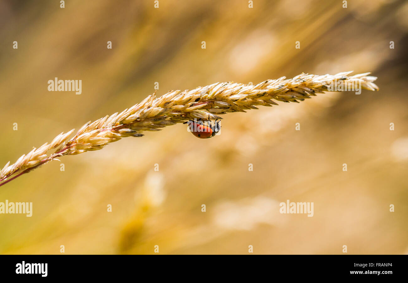 7 spot ladybird (Coccinella septumpunctata) sul gambo di erba Foto Stock
