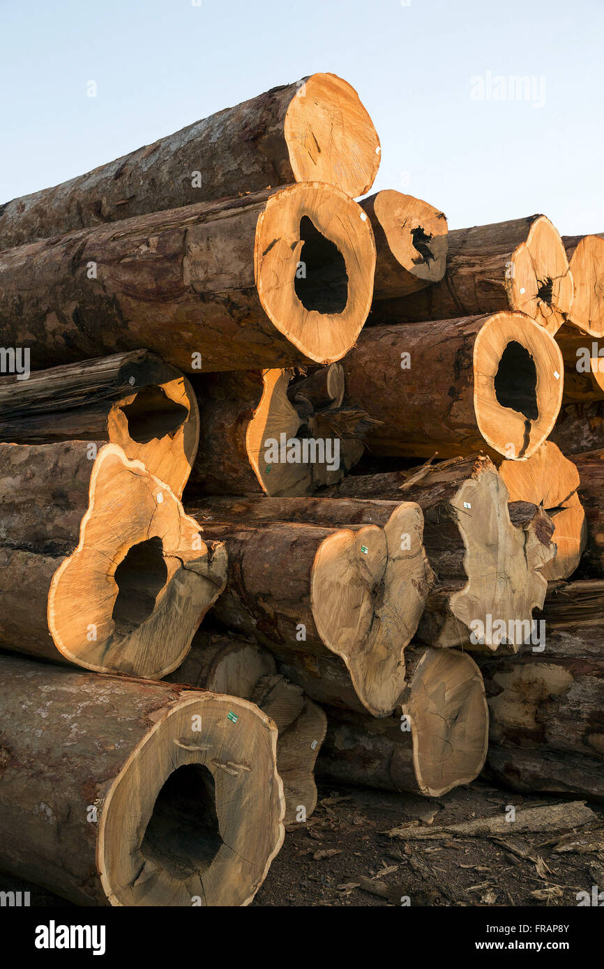 Garapeira tronchi di alberi tagliati e memorizzati nel patio legname Foto Stock