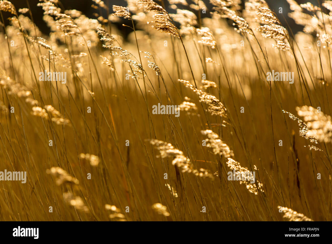 Norfolk reed nella luce del sole dorato, palude costiera Foto Stock