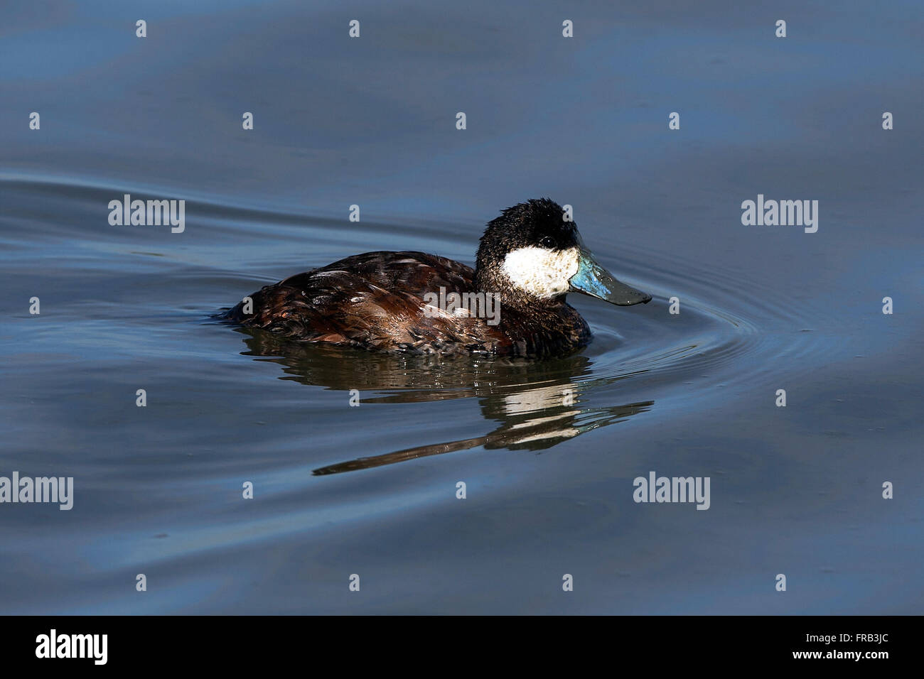 Ruddy Duck, Oxyura jamaicensis, Baylands Nature Preserve, Palo Alto, California, Stati Uniti d'America Foto Stock