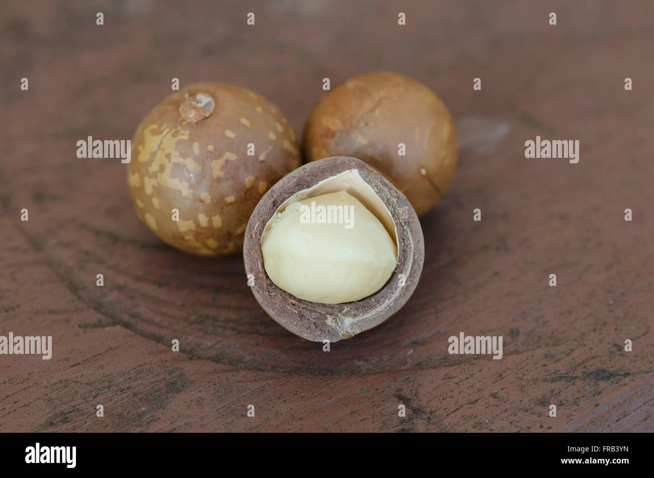 Noce di macadamia Foto Stock