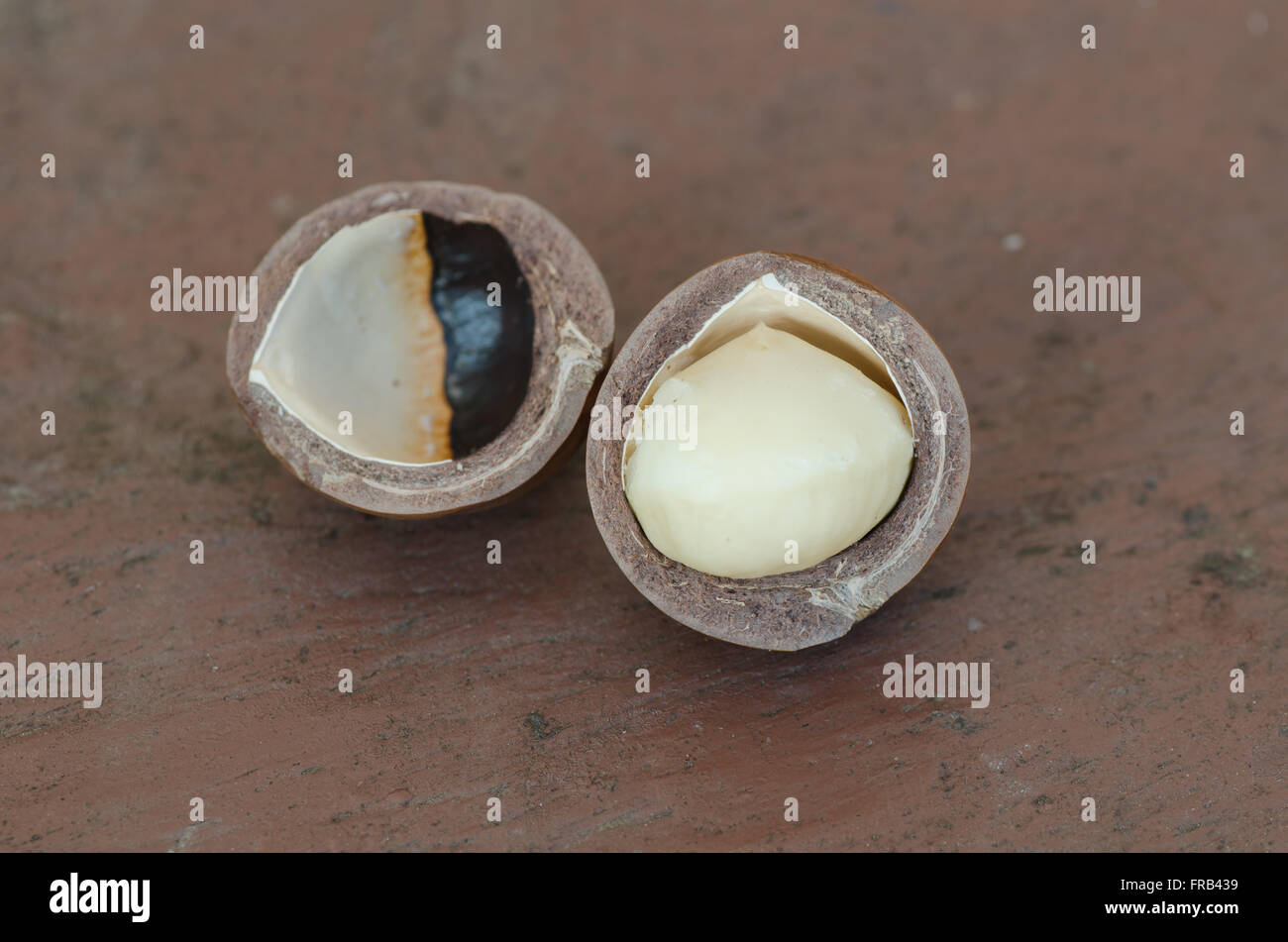 Noce di macadamia Foto Stock