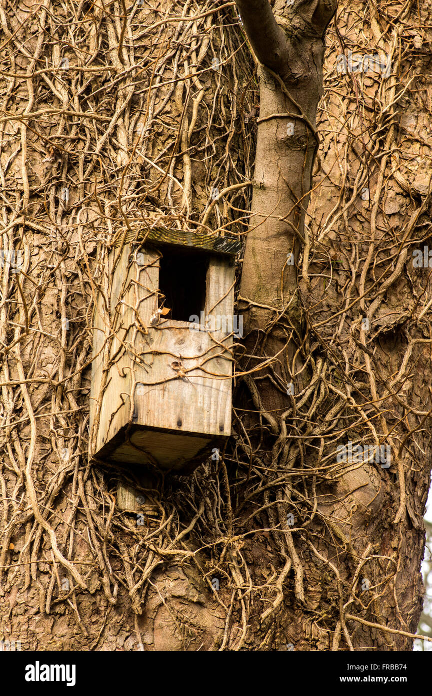 Un grande uccello casella di nesting, adatto per gufi o Jackdaws Foto Stock