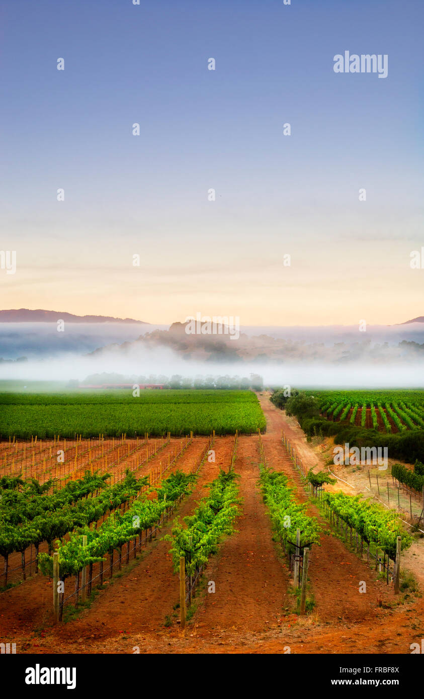 Mattina nei vigneti della Napa Valley Foto Stock