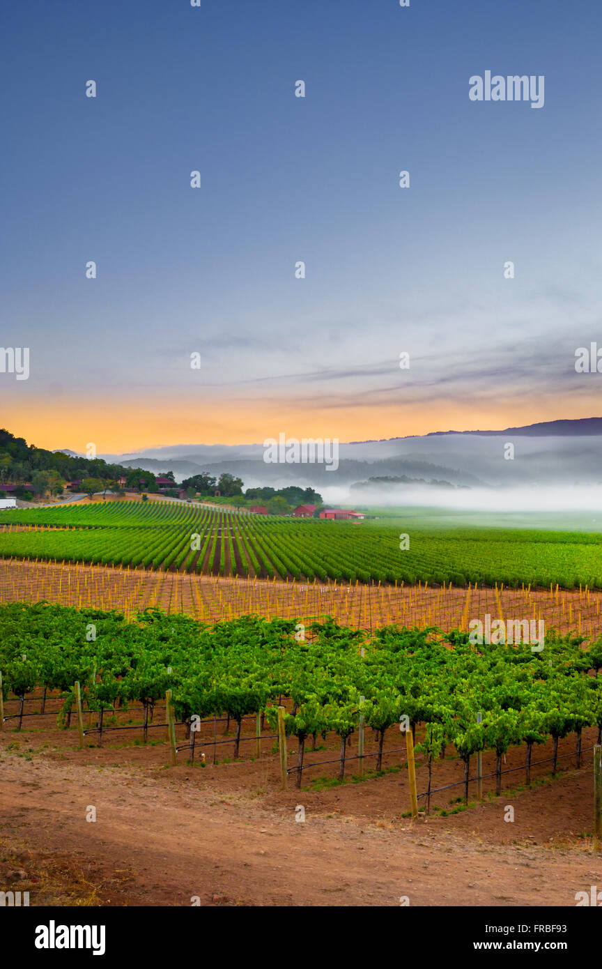 Sunrise nei vigneti della Napa Valley Foto Stock