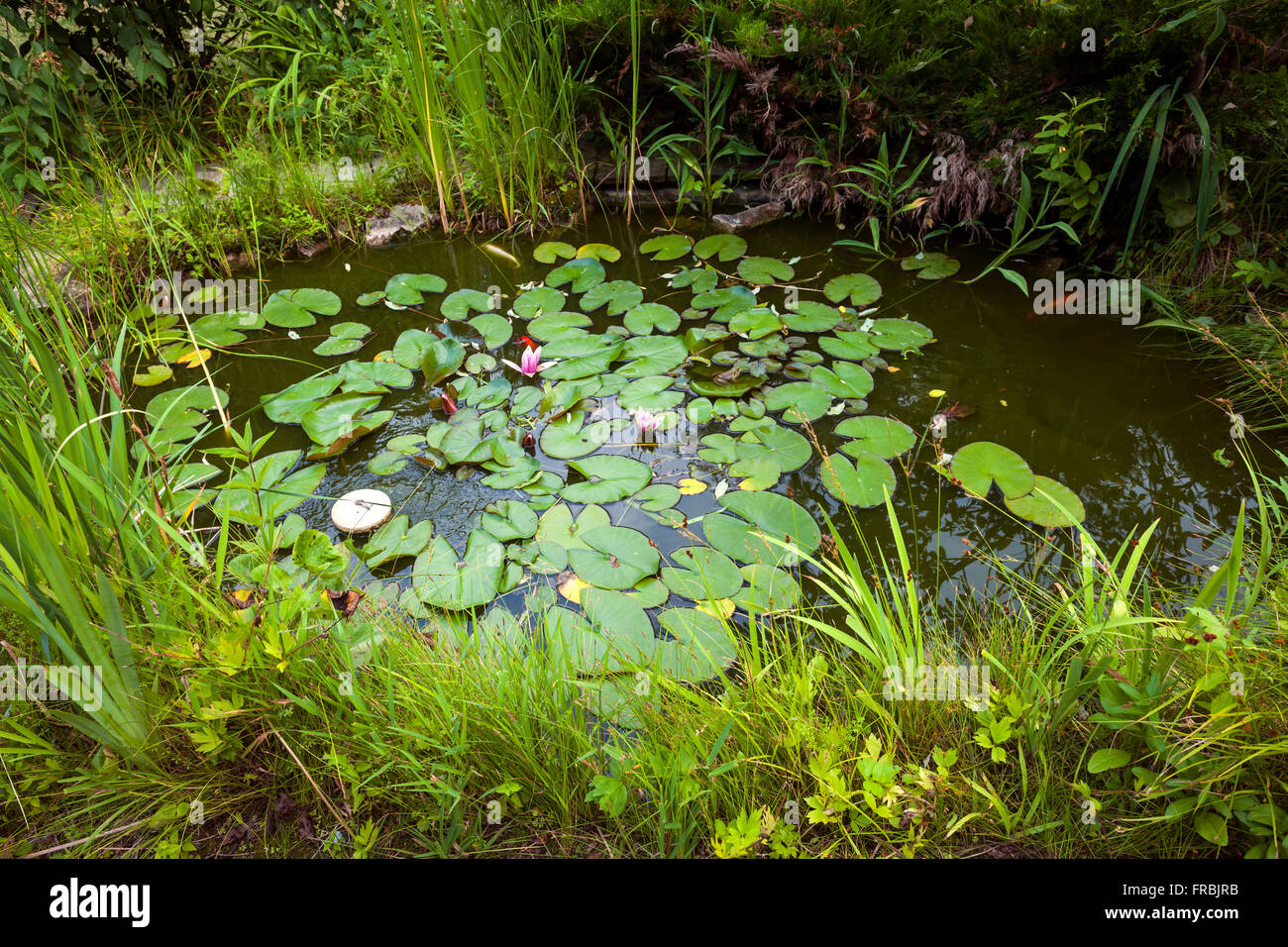 Piccolo stagno come parte del paesaggio con piante acquatiche e gigli d'acqua circondato da lussureggiante vegetazione Foto Stock