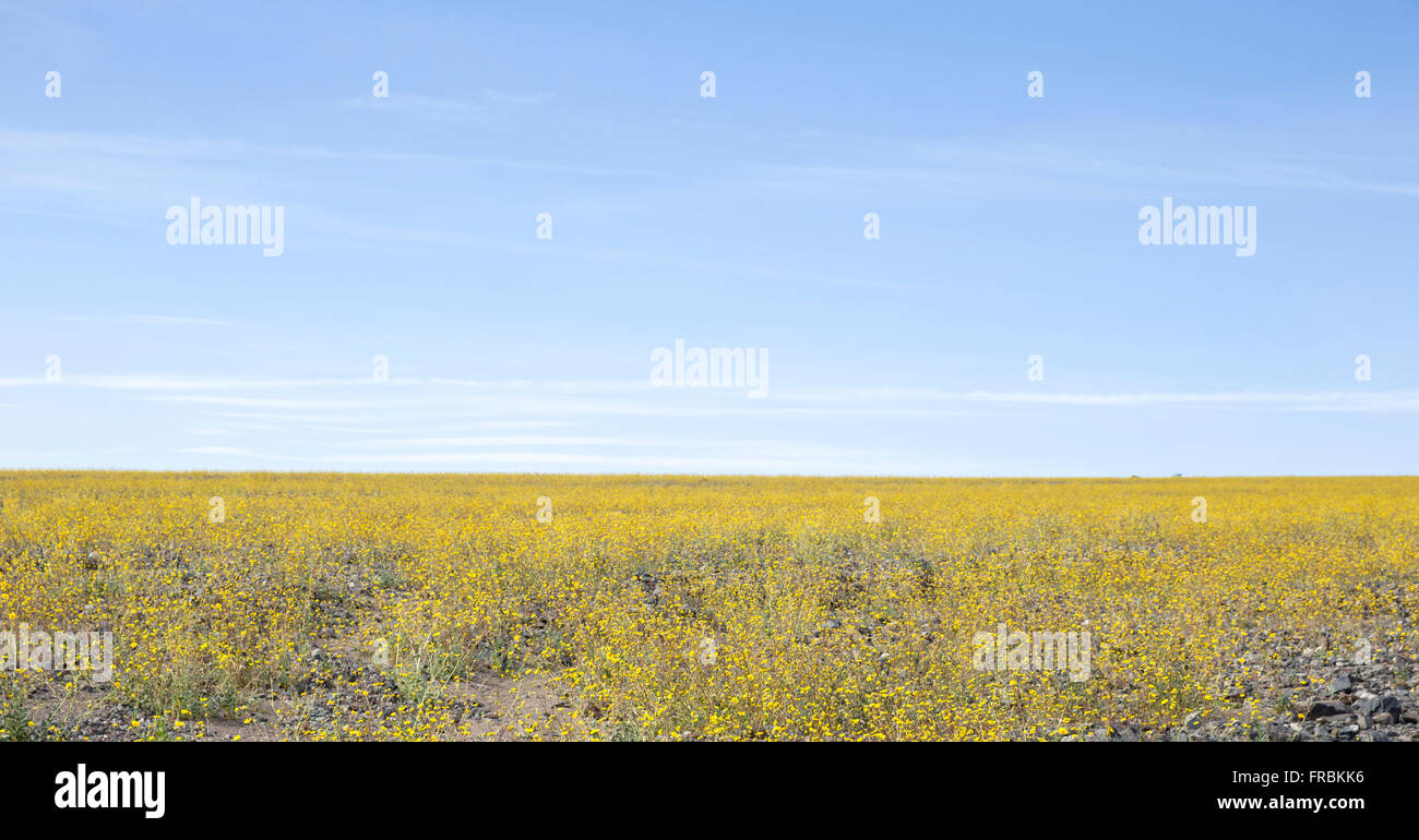 Super bloom di deserto oro girasoli (Geraea canescens) lungo Badwater road nel Parco Nazionale della Valle della Morte, California. Foto Stock