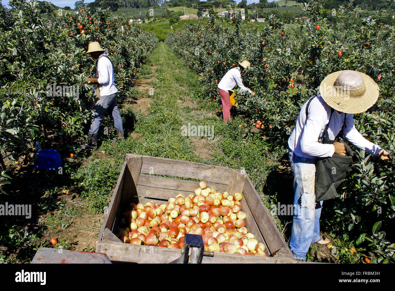 I coloni di origine italiana raccogliendo barelle in piantagione di famiglia in Serra Gaucha Foto Stock