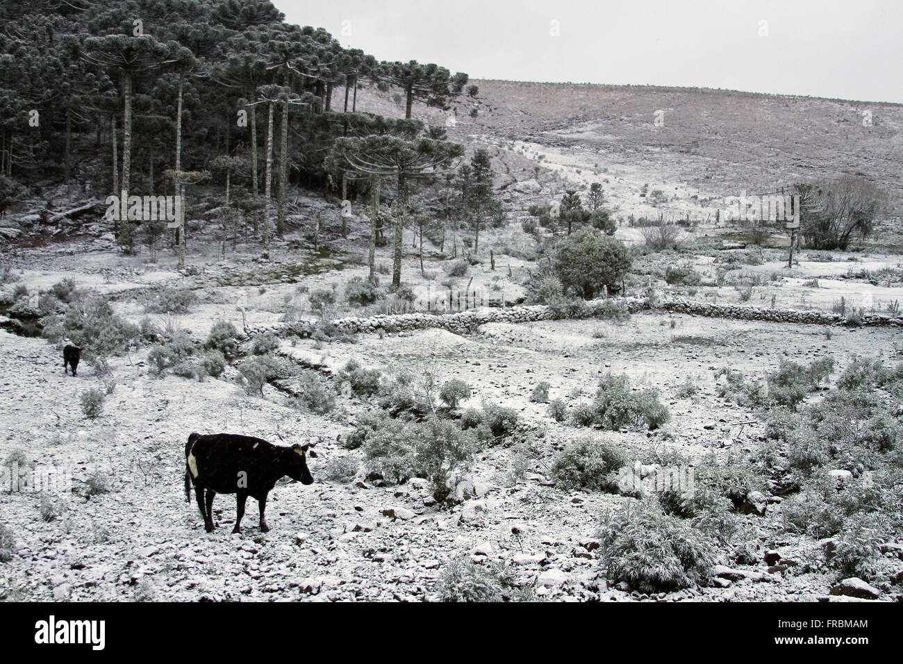 Vacca da latte in pascolo coperto di neve - il paesaggio caratteristico di Campos de Cima da Serra Foto Stock