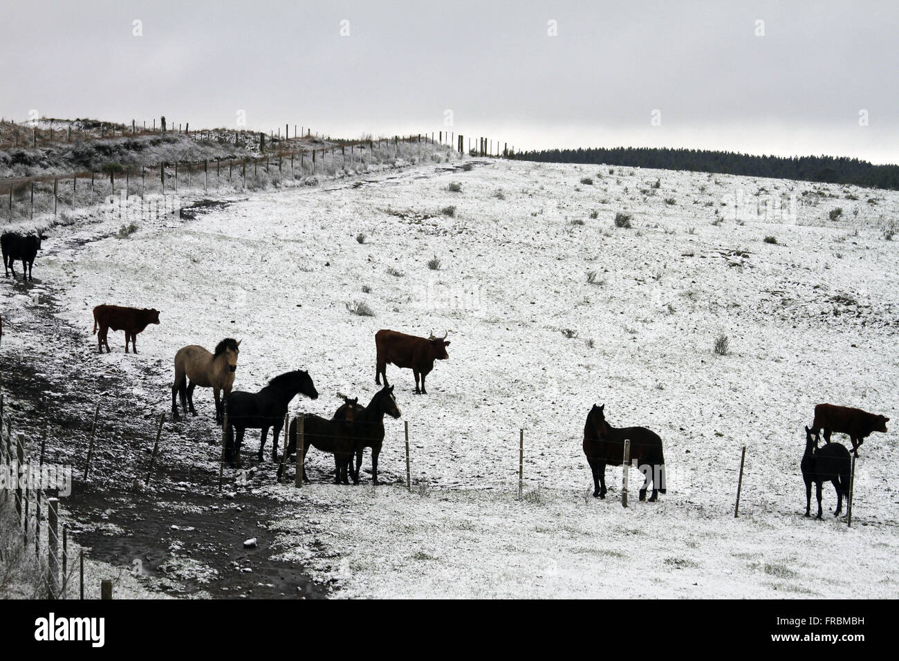 Il pascolo di bestiame in coperta di neve sul campo - Il paesaggio caratteristico di Campos de Cima da Serra Foto Stock