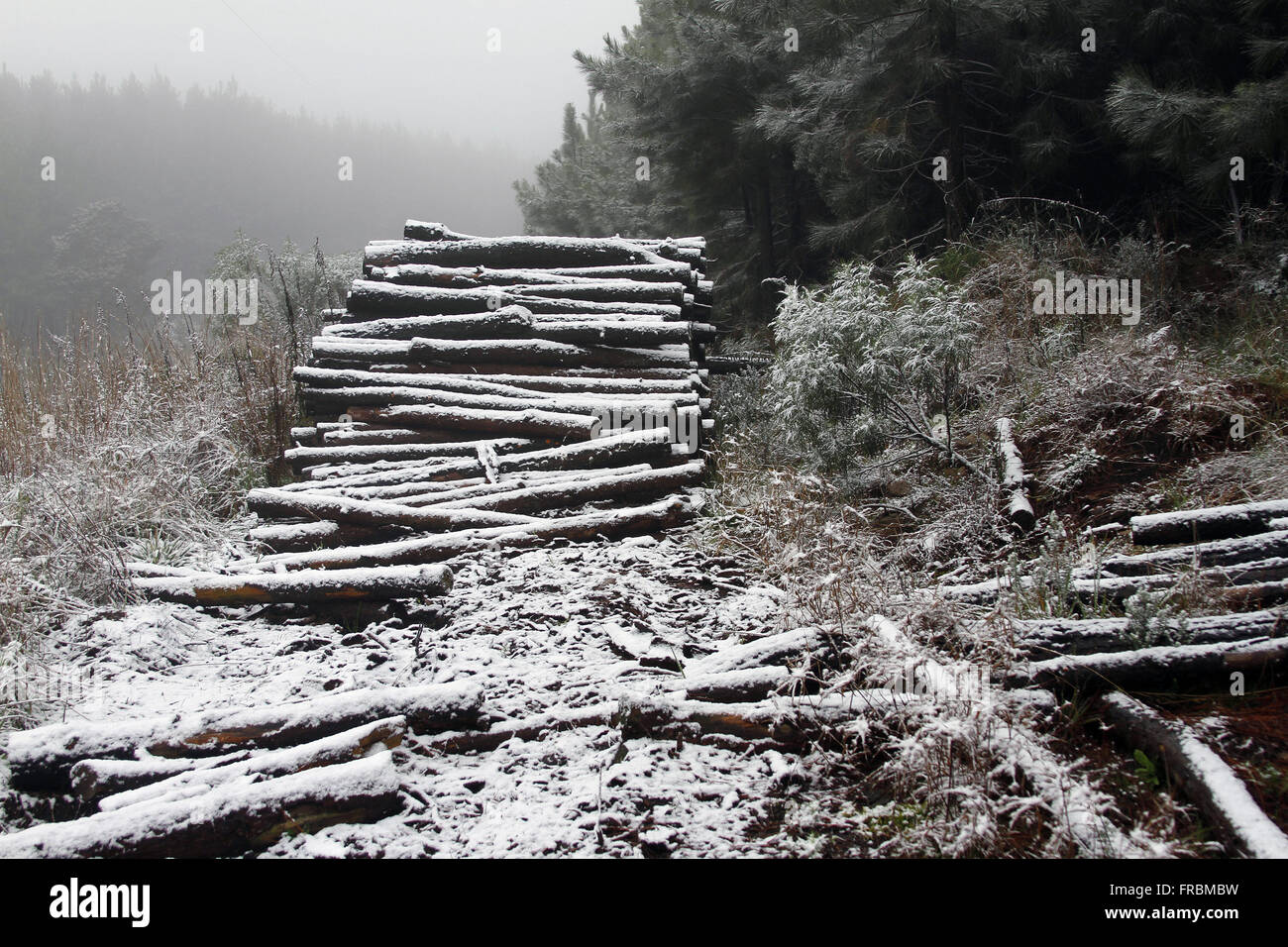 Tagliare rotoli ricoperti di neve - Serra Gaucha Foto Stock