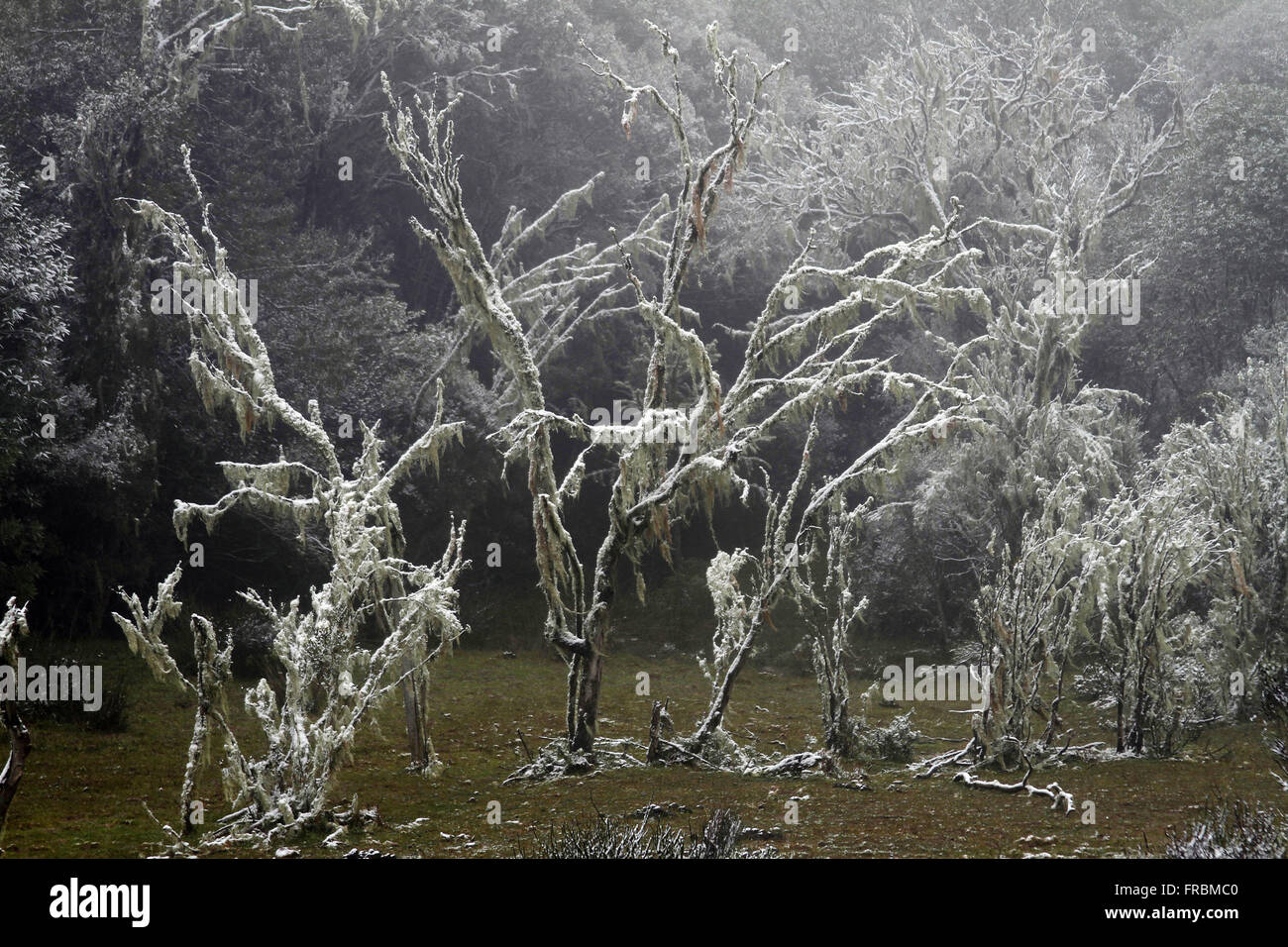 Vegetazione ricoperta di neve - Serra Gaucha Foto Stock