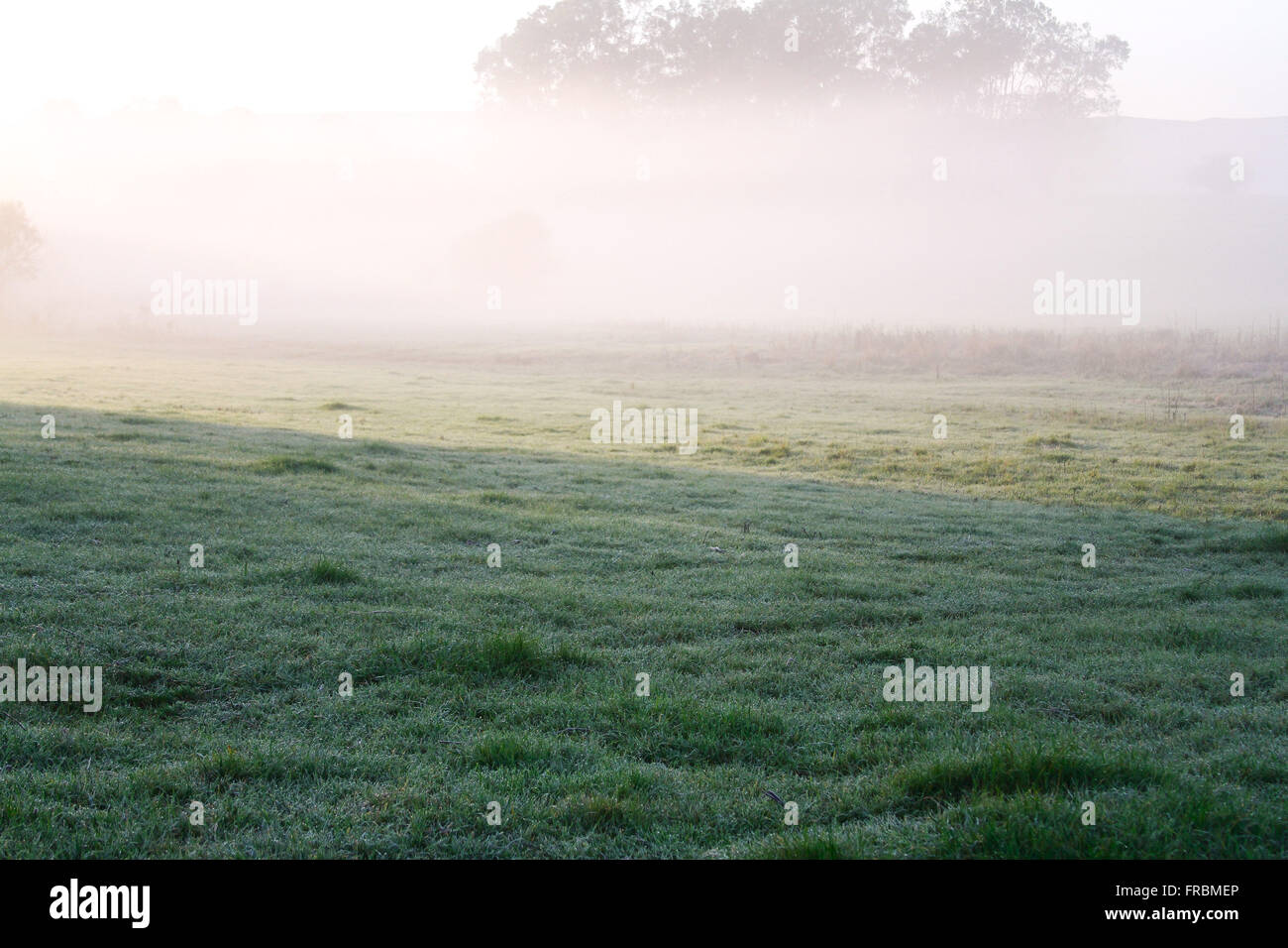 Il pascolo in campagna a Alba con la nebbia Foto Stock