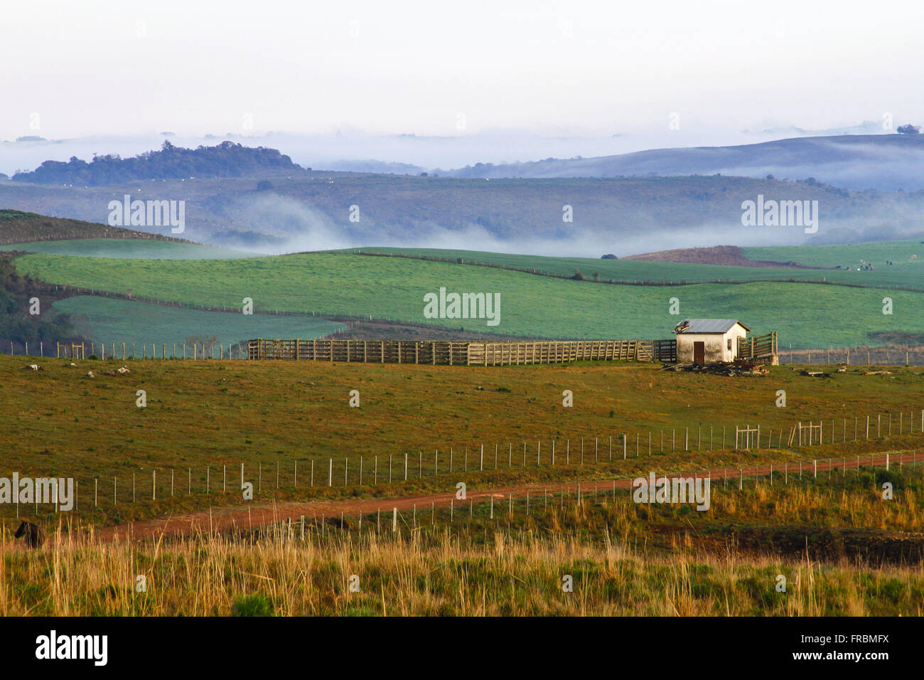 Paesaggio rurale con campo colline erbose all'alba con la nebbia Foto Stock