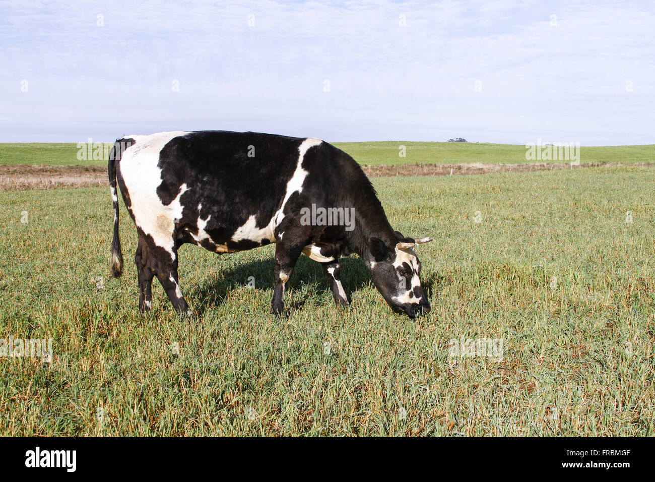 Vacca da latte che pascolano nella campagna Foto Stock