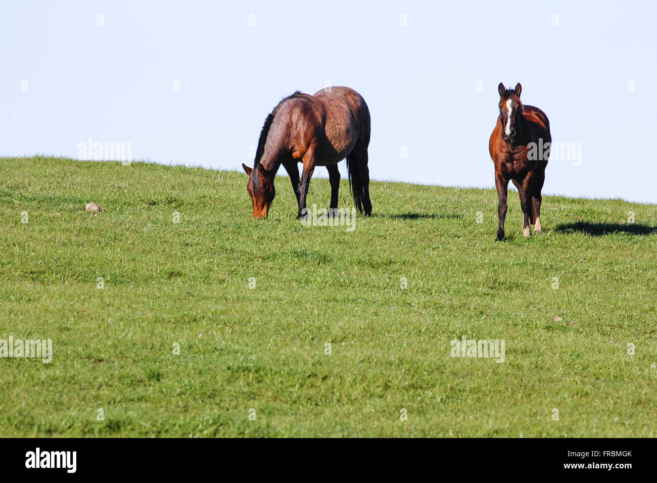 Creazione di cavalli nella proprietà rurali entro il comune Foto Stock