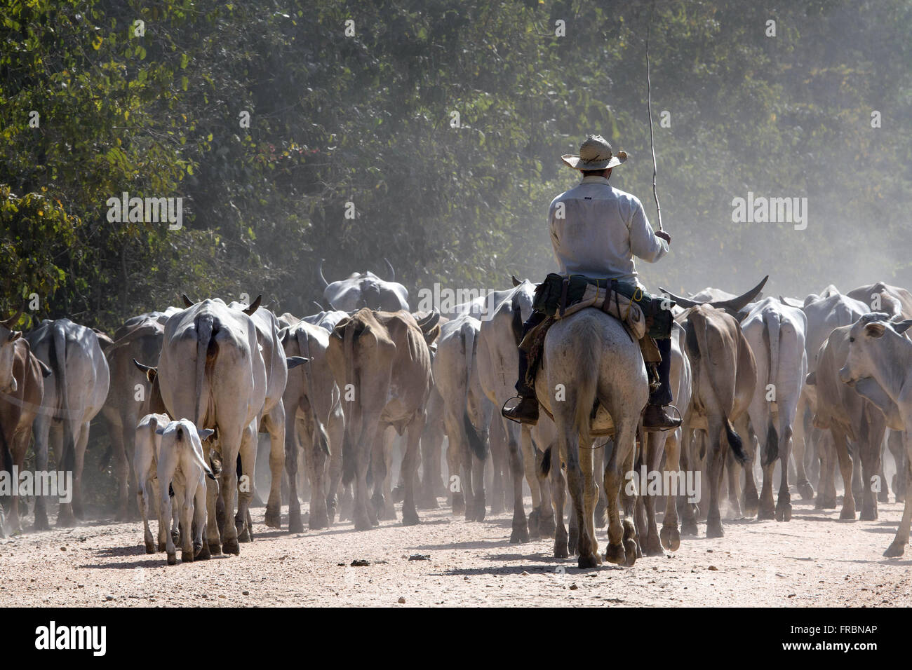 Comitiva tocando gado através de MT-060 Rodovia Transpantaneira Foto Stock