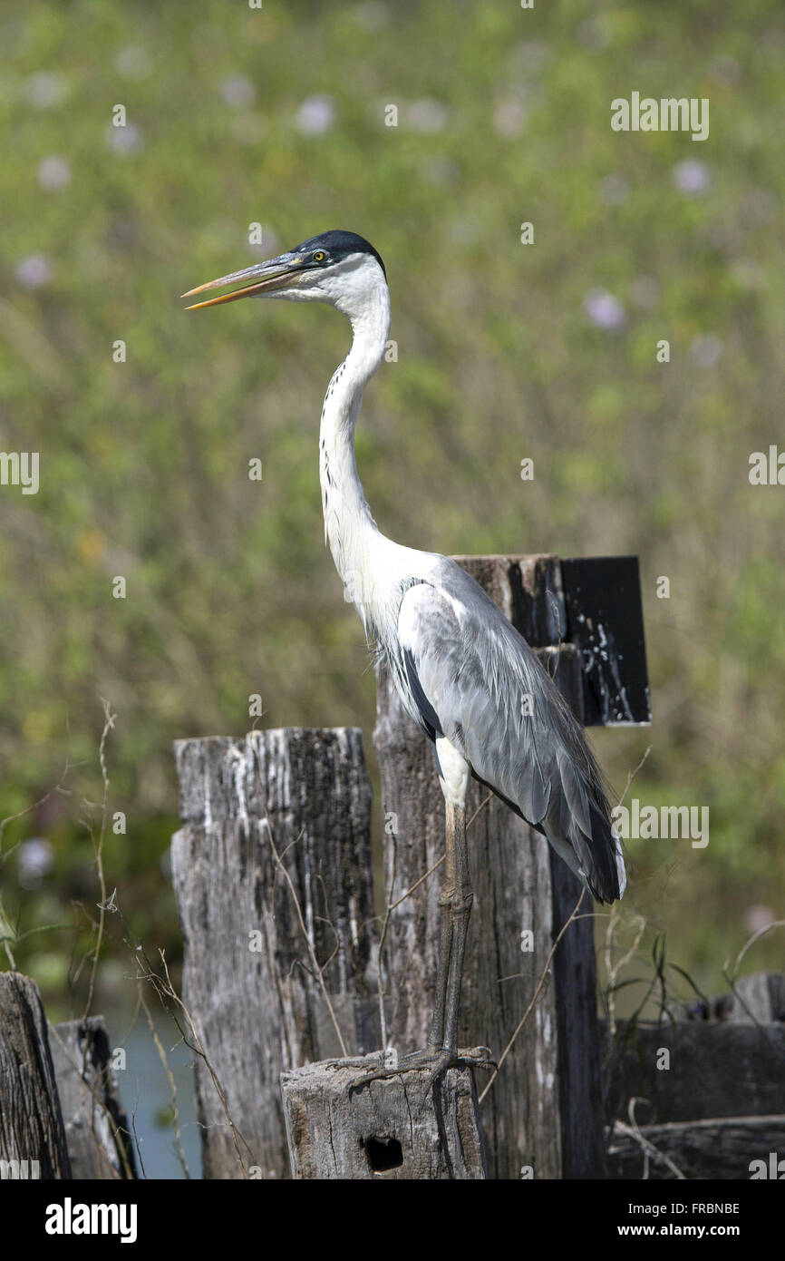 Garça-moura Foto Stock