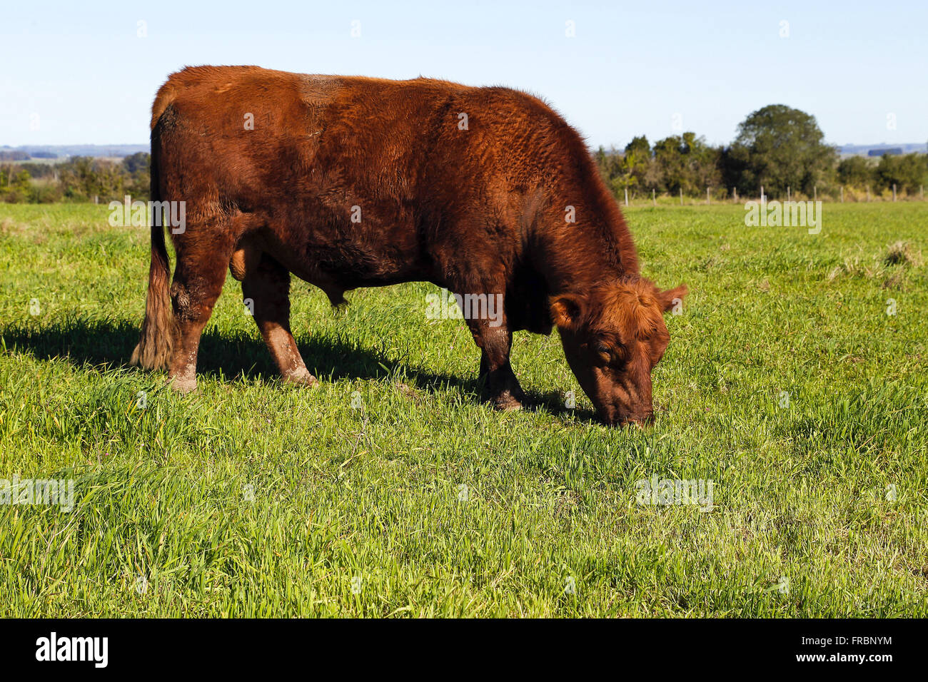 Rosso di razza Angus bull il pascolo in campagna Foto Stock