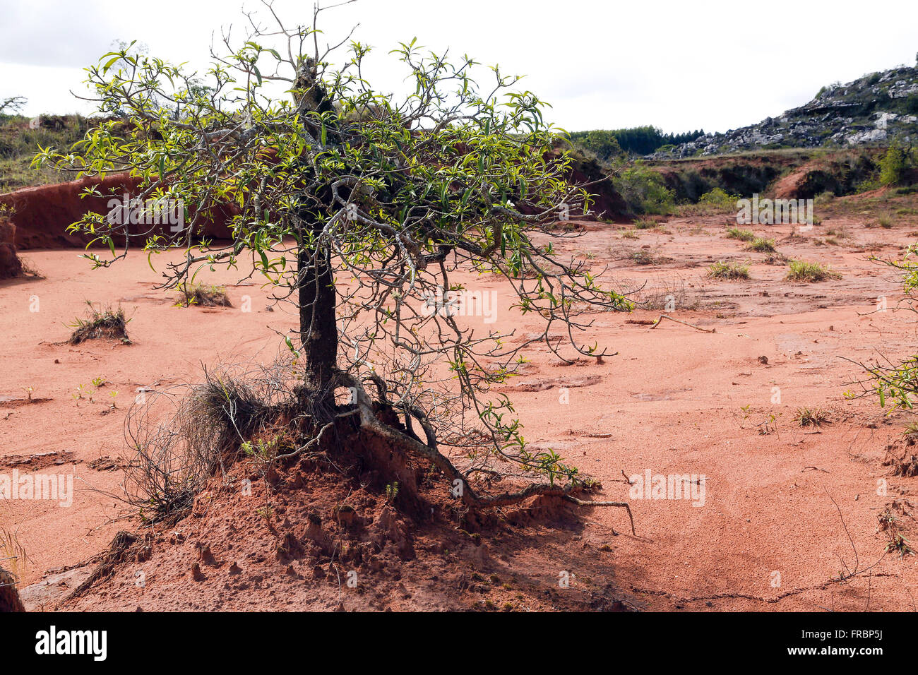Esempio di conservazione del suolo mediante le radici delle piante in zona degradata Foto Stock