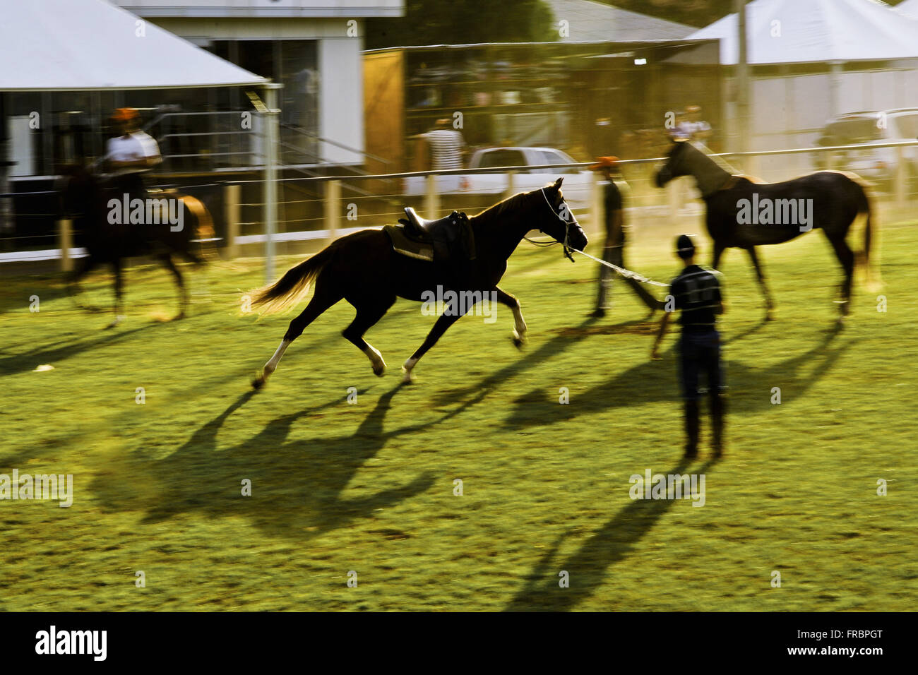 I detentori che tende cavalli a 52A, Â ª ExpoLondrina - Agropecuaria e esposizione industriale 2012 Foto Stock