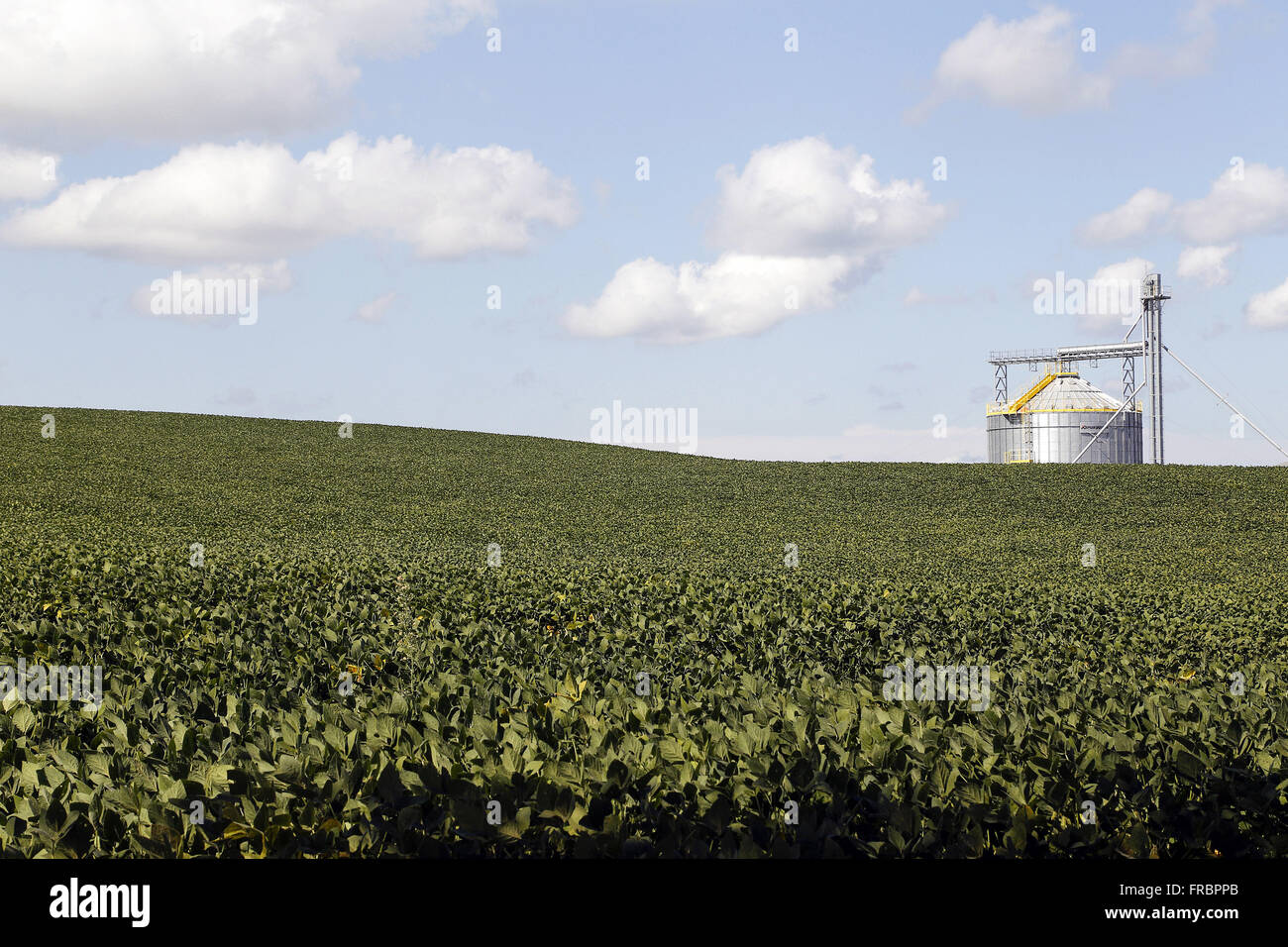 Campo di soia con lo sfondo della granella silo di storage in campagna Foto Stock