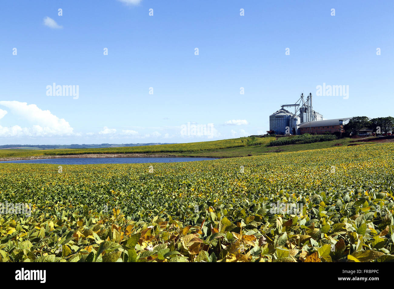 La semina di semi di soia, stagno e background per il grano deposito silo in campagna Foto Stock