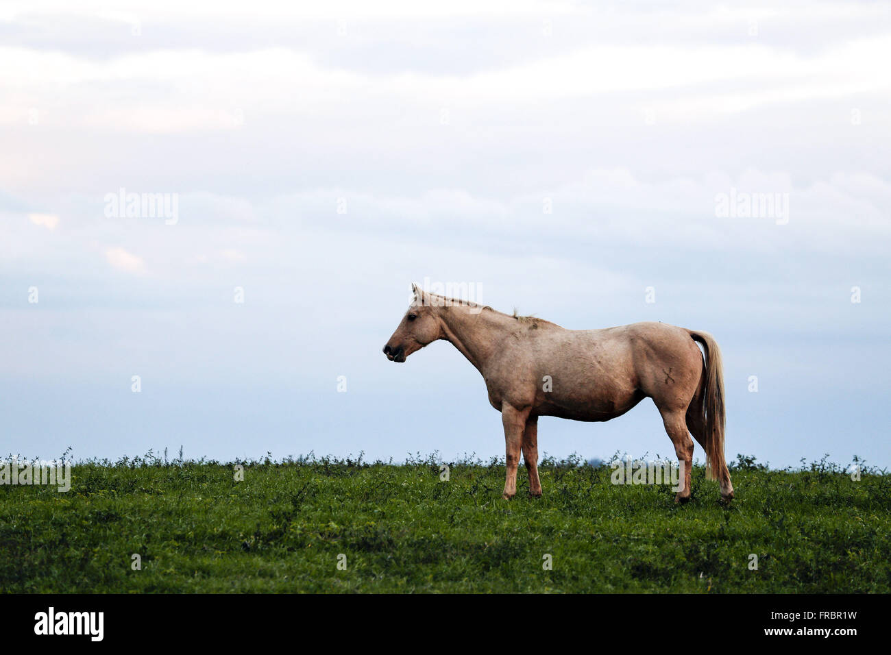 Cavalo no Distrito de Santa Flora Foto Stock