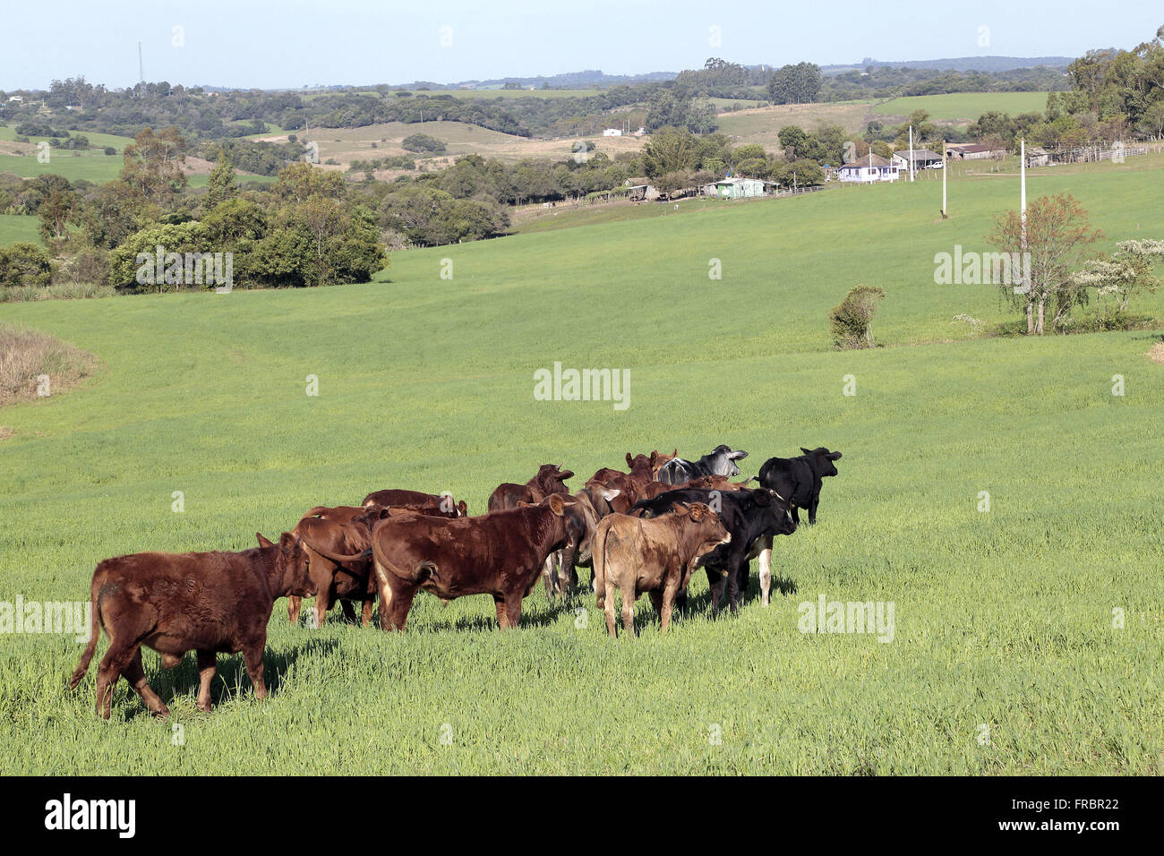 Criação extensiva de gado misto em rurale propriedade Foto Stock