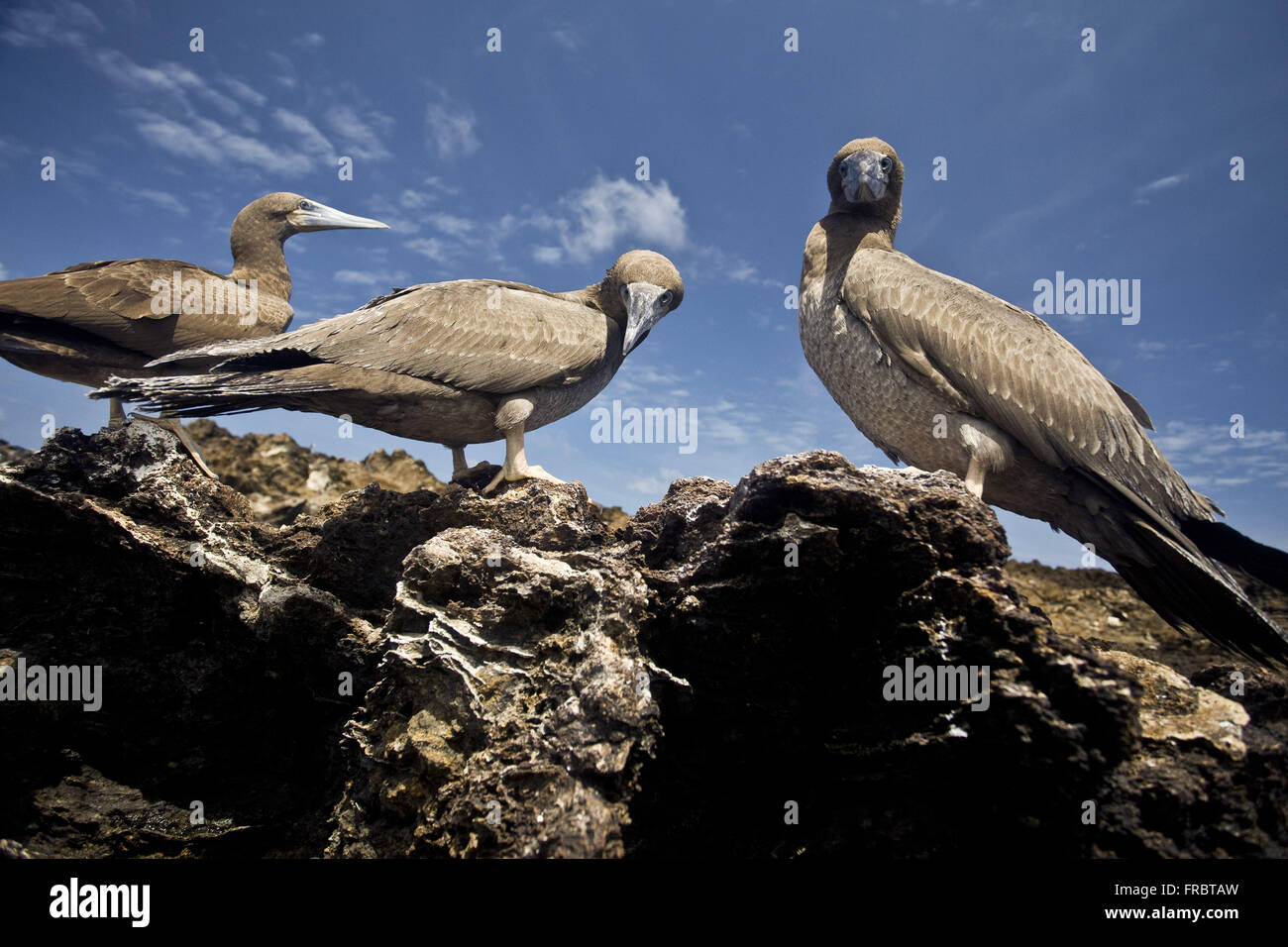 Sule-browns a Belmonte Isola Arcipelago di San Pietro e di San Paolo Foto Stock