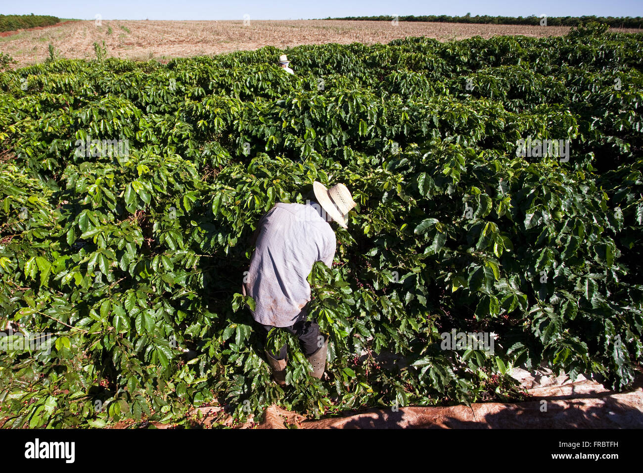 Lavoratori rurali nelle piantagioni di caffè - stadio di raccolta Foto Stock