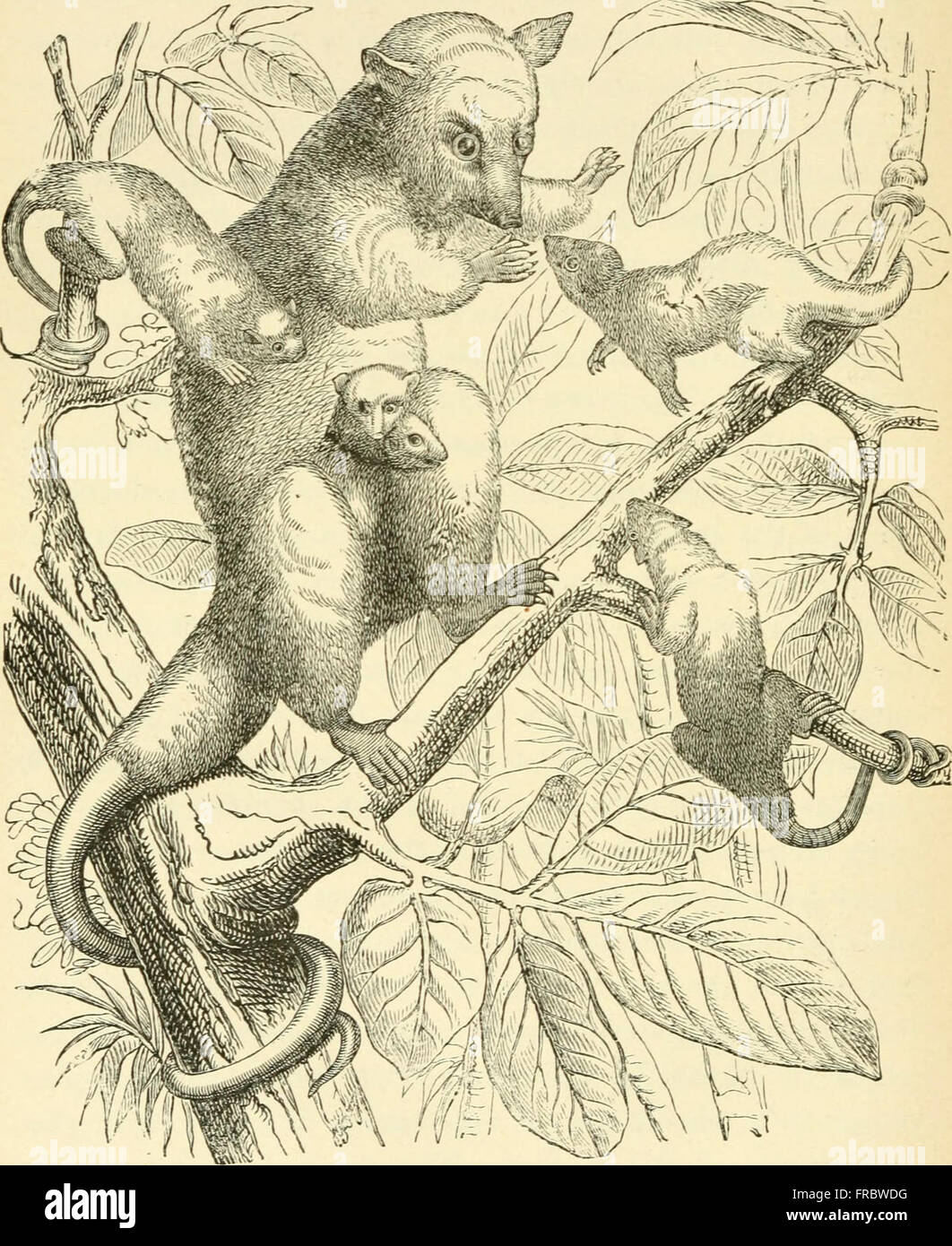 Il lavoro di Ernst Haeckel del 1897 discute l'evoluzione degli esseri umani, concentrandosi sui concetti di ontogenia e filogenesi, spiegando lo sviluppo umano e la storia evolutiva della specie. Foto Stock