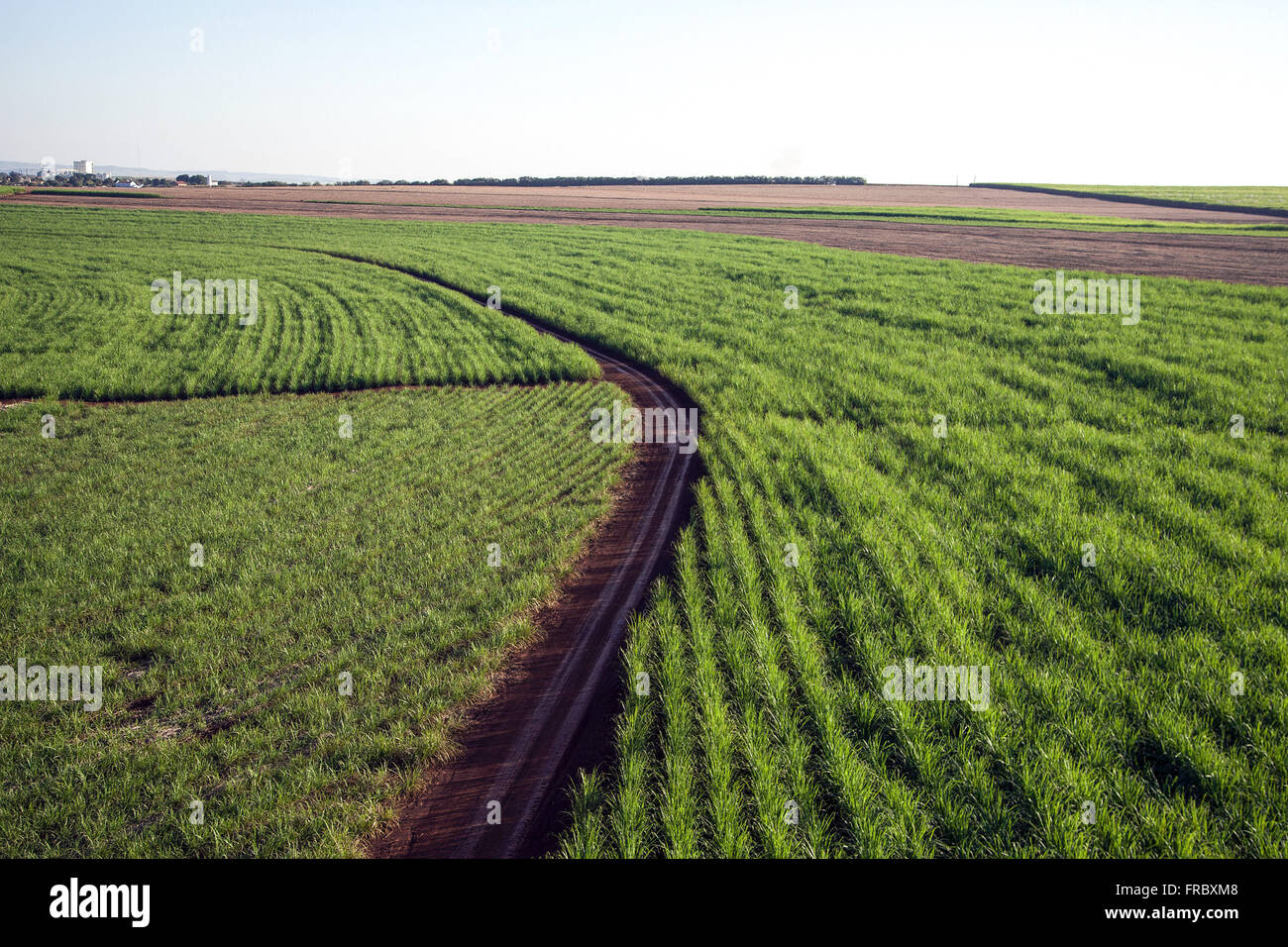 Vista aerea della strada che attraversa la terra piantagione di zucchero di canna in campagna Foto Stock