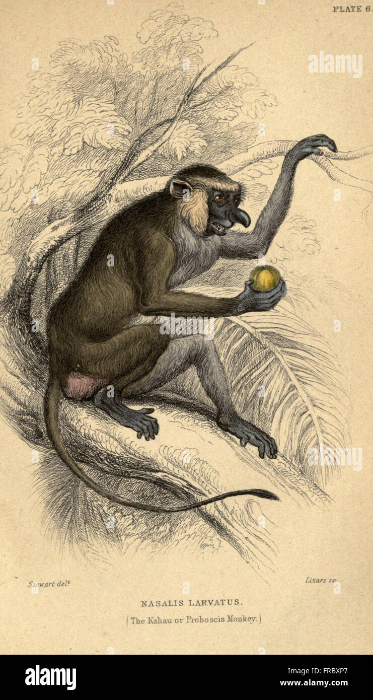 Un'illustrazione dettagliata di varie specie di scimmie. La targa include raffigurazioni di primati, che mostrano le loro diverse caratteristiche fisiche e comportamenti. Ogni specie è etichettata e accuratamente raffigurata nelle loro pose naturali. Foto Stock