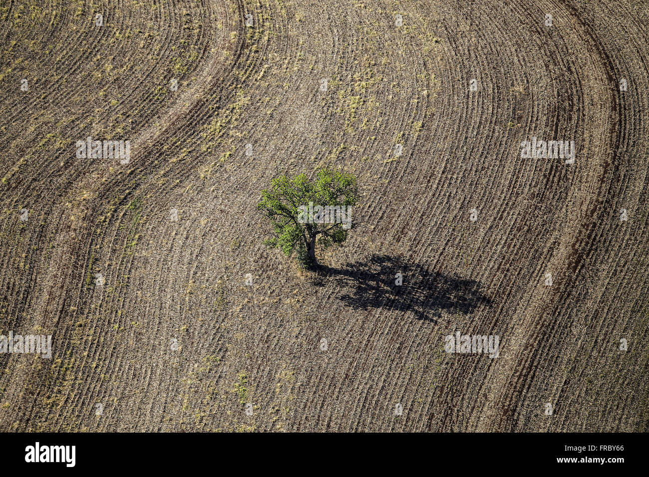Vista aerea di albero isolato nelle colture raccolte di recente Foto Stock