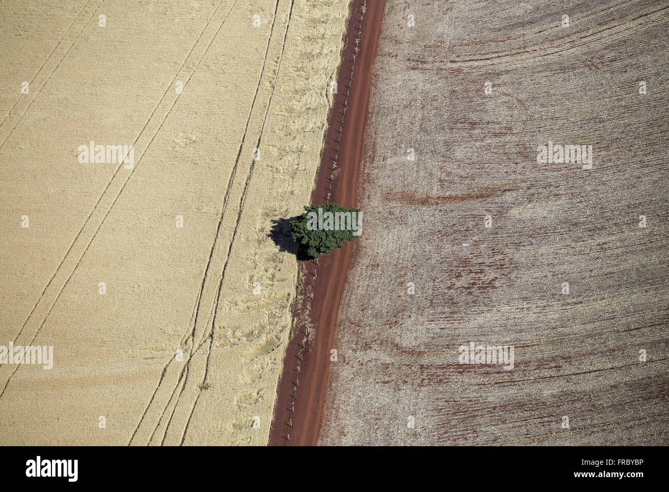 Vista aerea di albero isolato nelle colture raccolte di recente Foto Stock