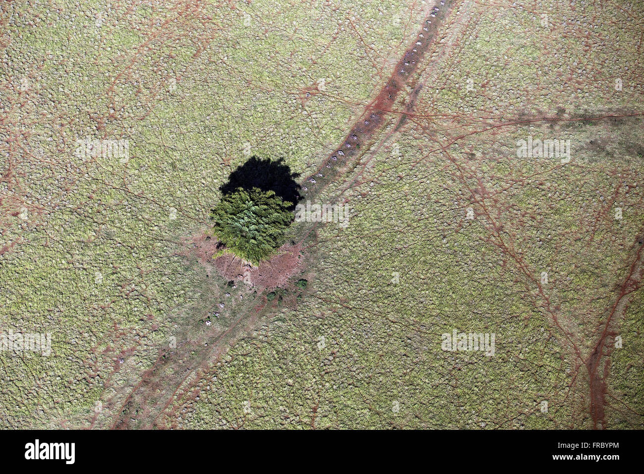 Vista aerea di albero isolato in mezzo al pascolo Foto Stock