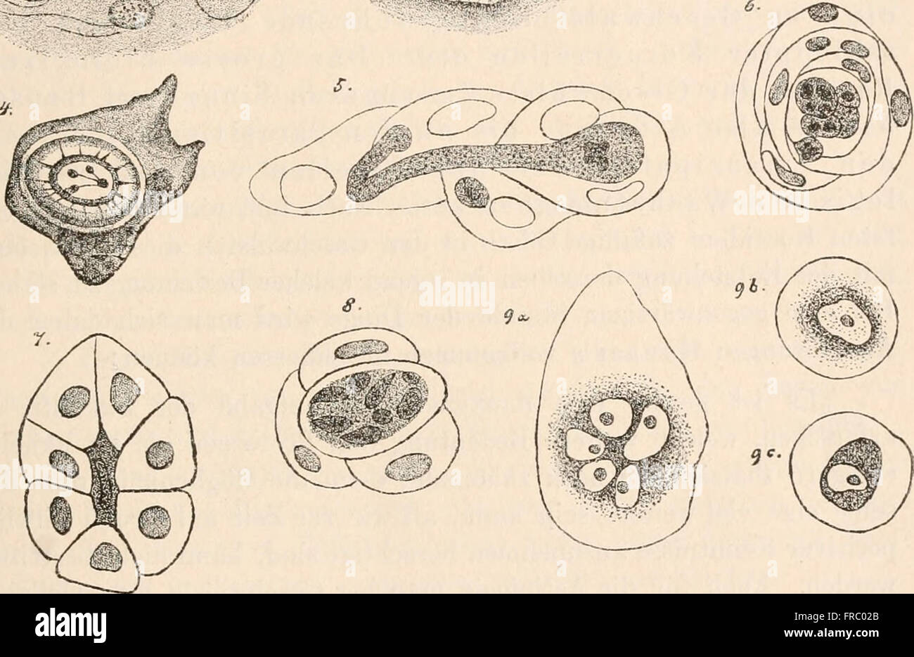 Die Protozoen als Krankheitserreger des Menschen und der Hausthiere; fC3BCr C384rzte, ThierC3A4rzte und Zoologen (1898) Foto Stock