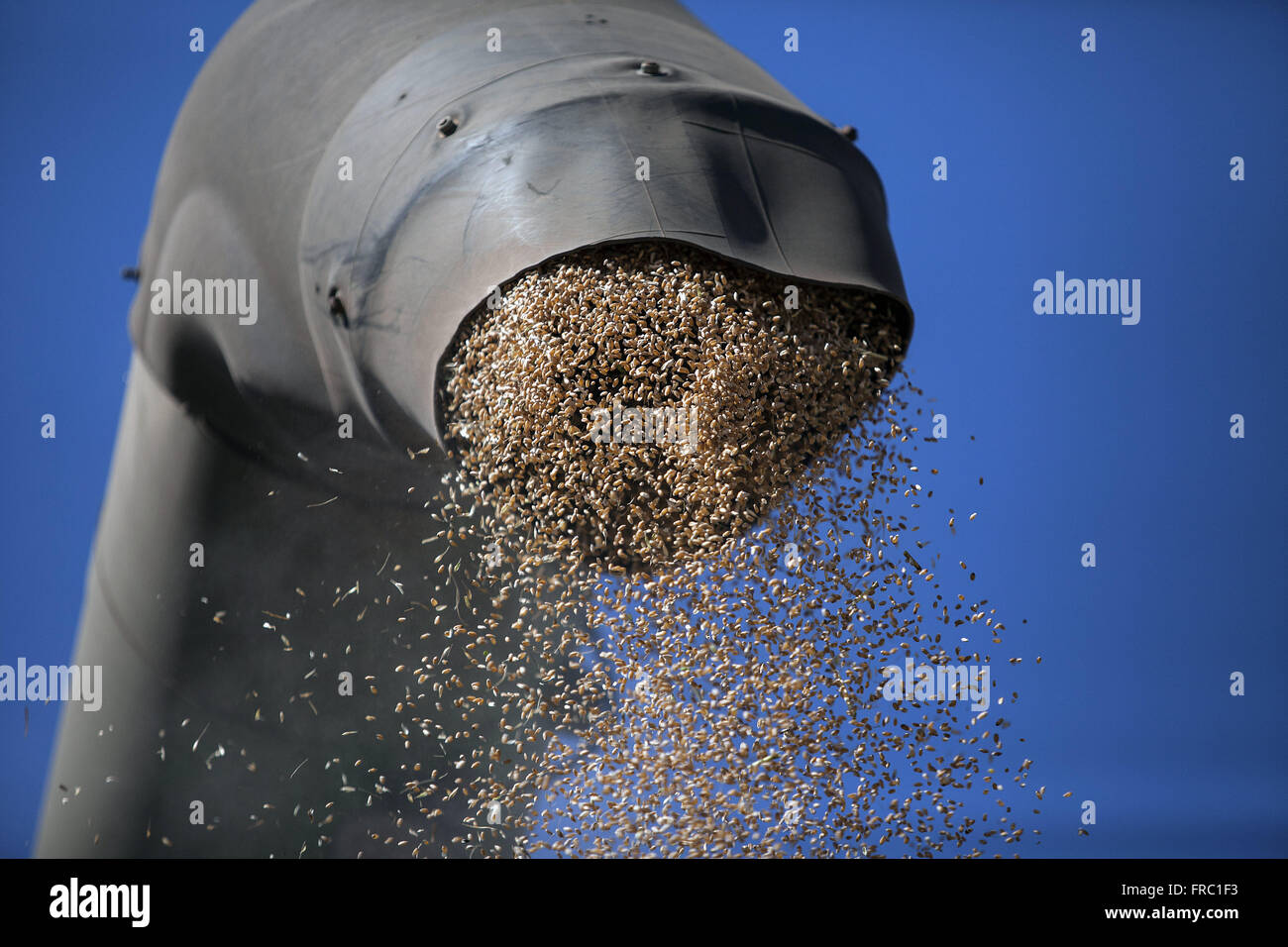 Frumento dettaglio di scarico dopo la raccolta meccanica in campagna Foto Stock