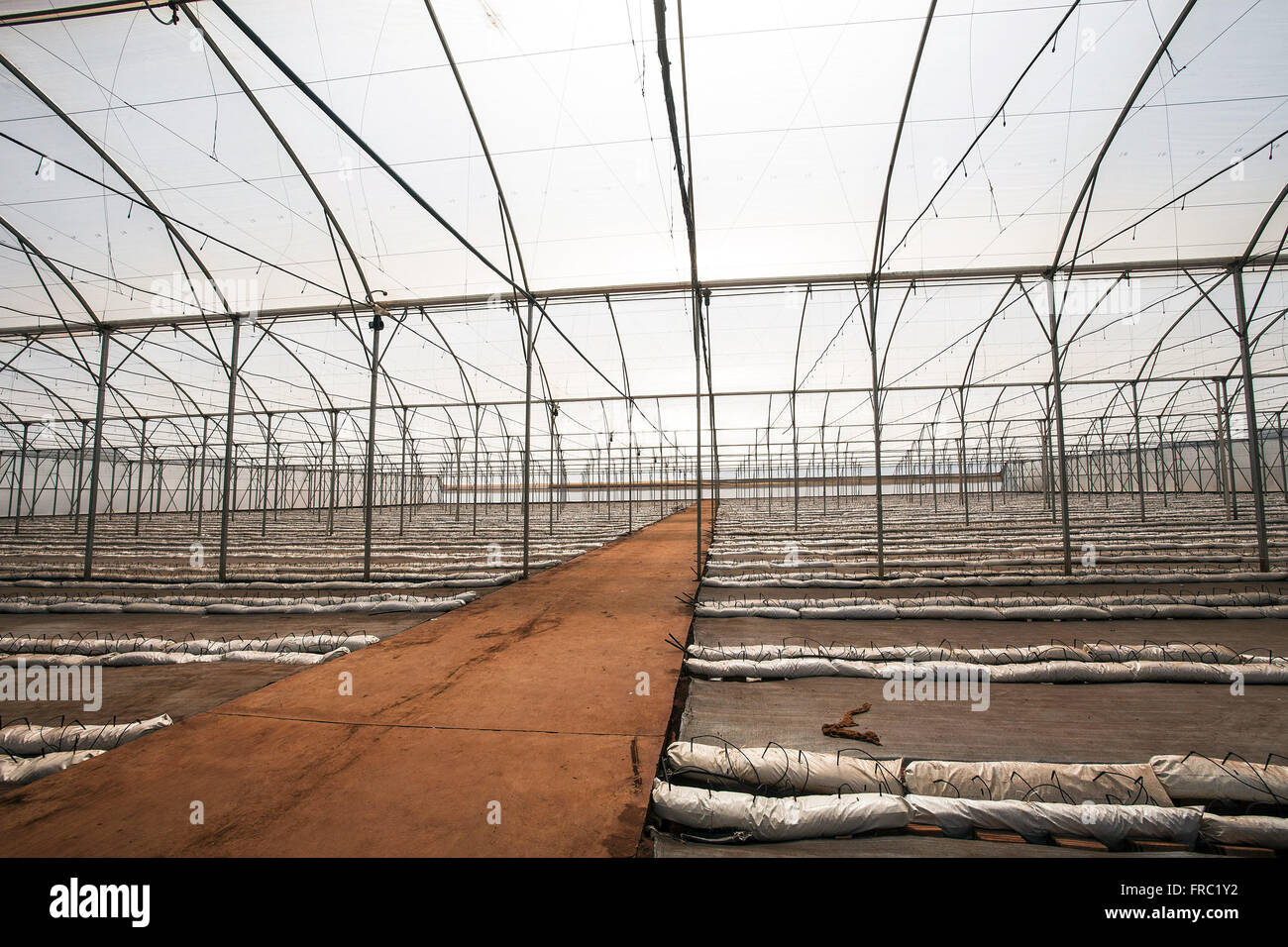 High-tech serra per ricevere organici di piantare i pomodori in campagna Foto Stock
