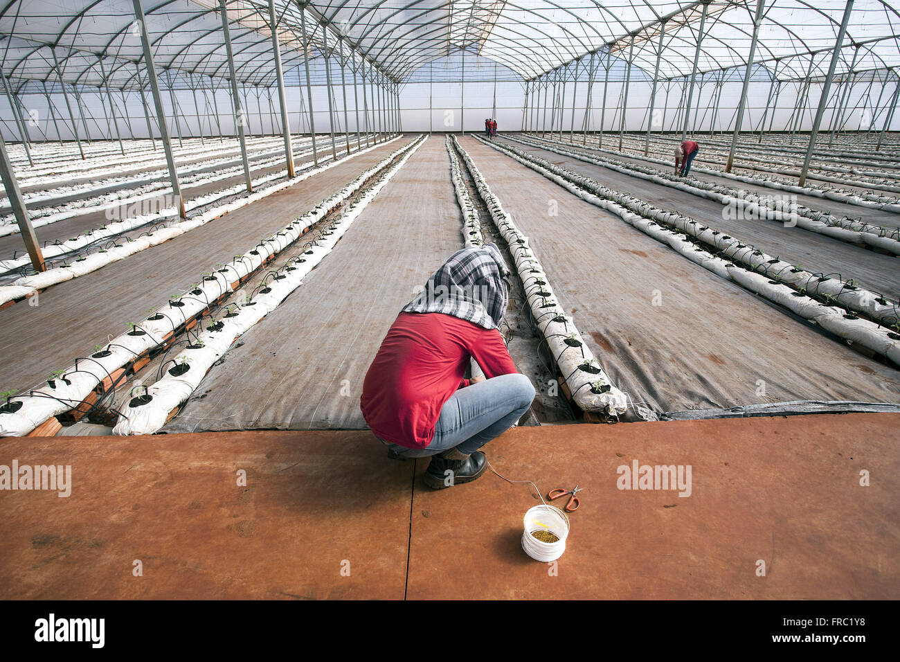 Organici piantagione di pomodoro in high-tech serra in campagna Foto Stock