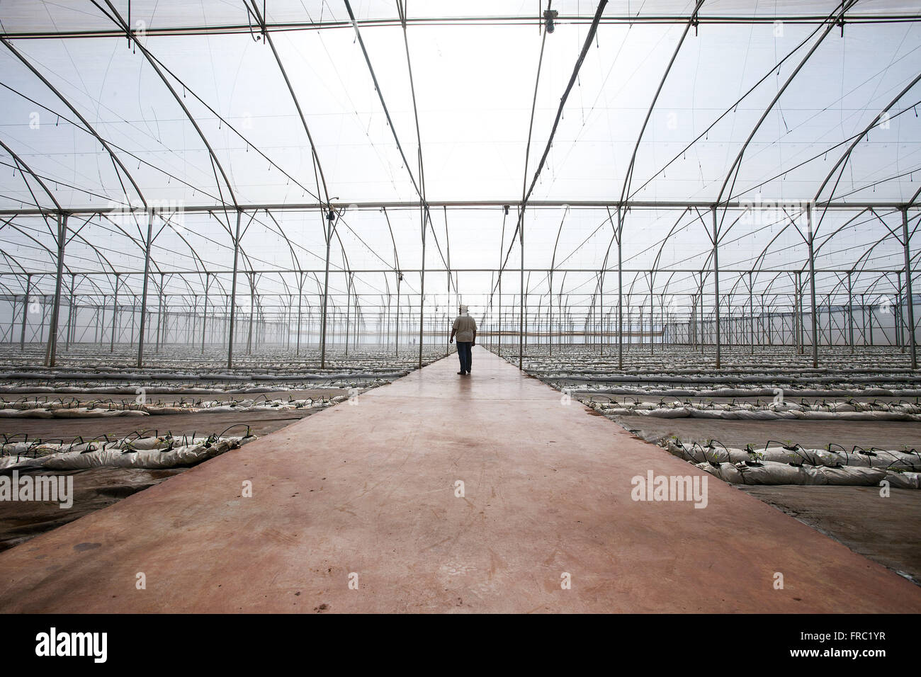 Organici piantagione di pomodoro in high-tech serra in campagna Foto Stock