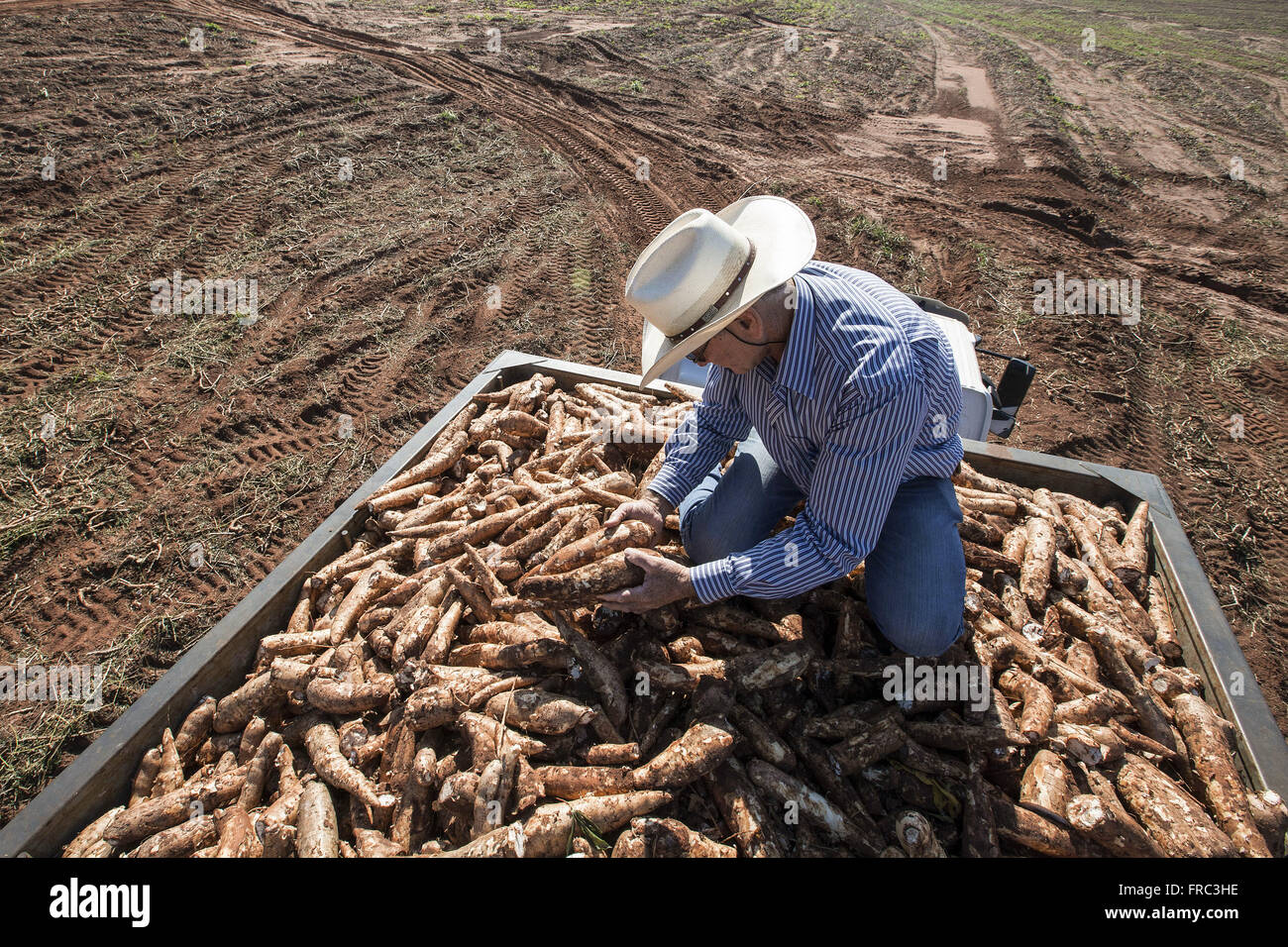 Raccolto raccolto di manioca per la produzione di farina Foto Stock