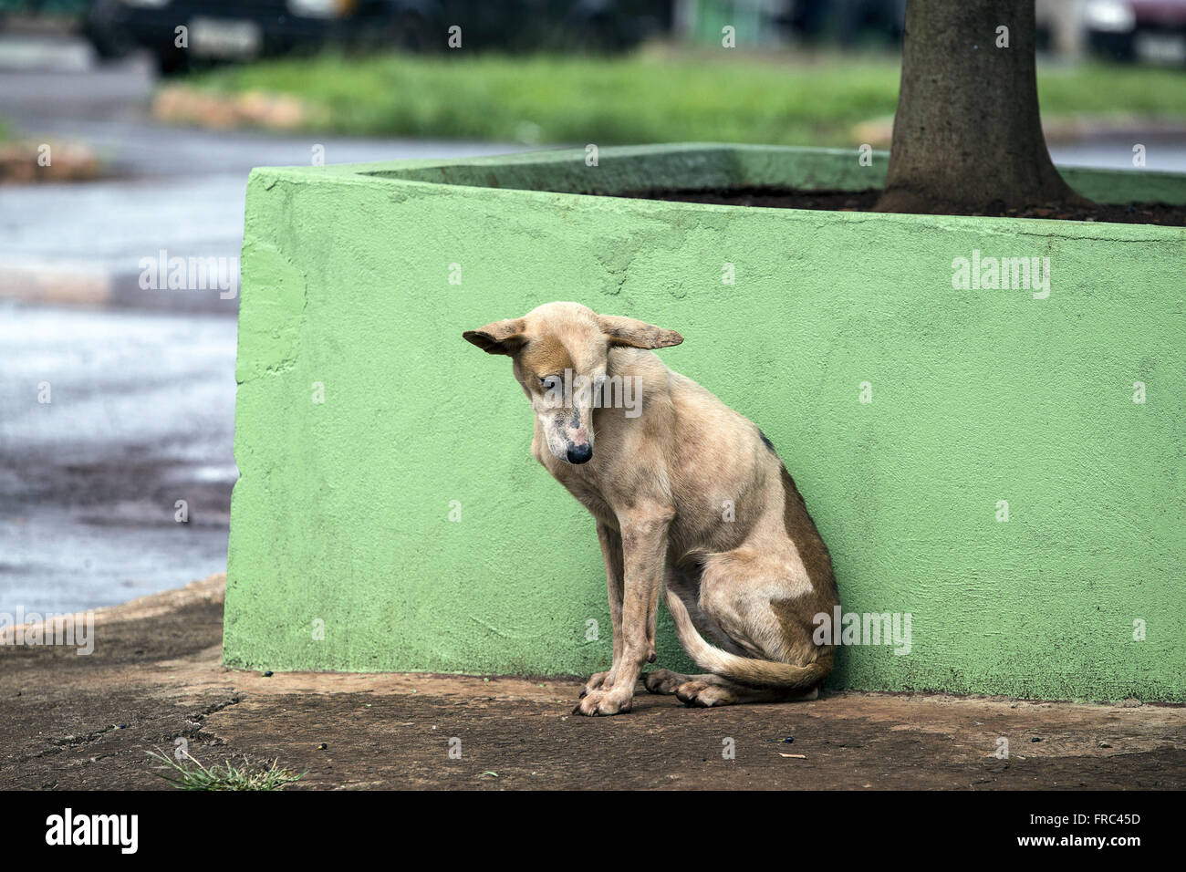 Cani mongrel nel quartiere Lerroville Foto Stock