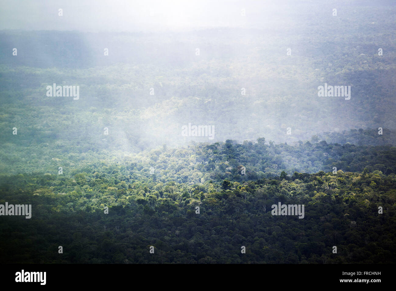 Nella foresta amazzonica in Tumucumaque Mountains National Park Foto Stock