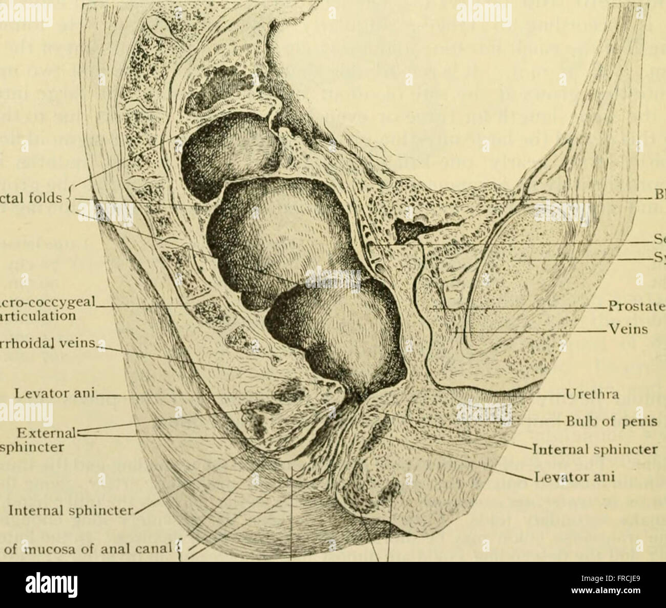 Anatomia Umana, tra cui la struttura e lo sviluppo e considerazioni di ordine pratico (1911) Foto Stock